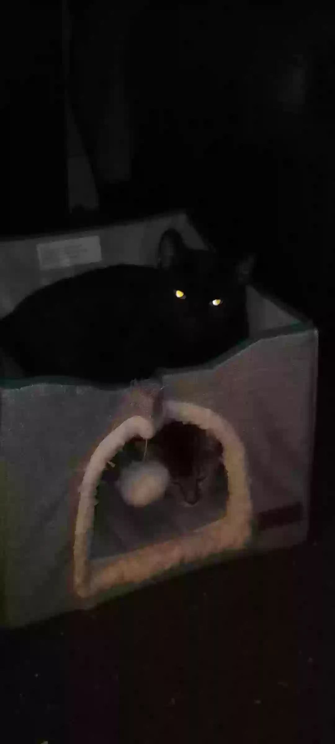adoptable Cat in Granite City,IL named Alfi