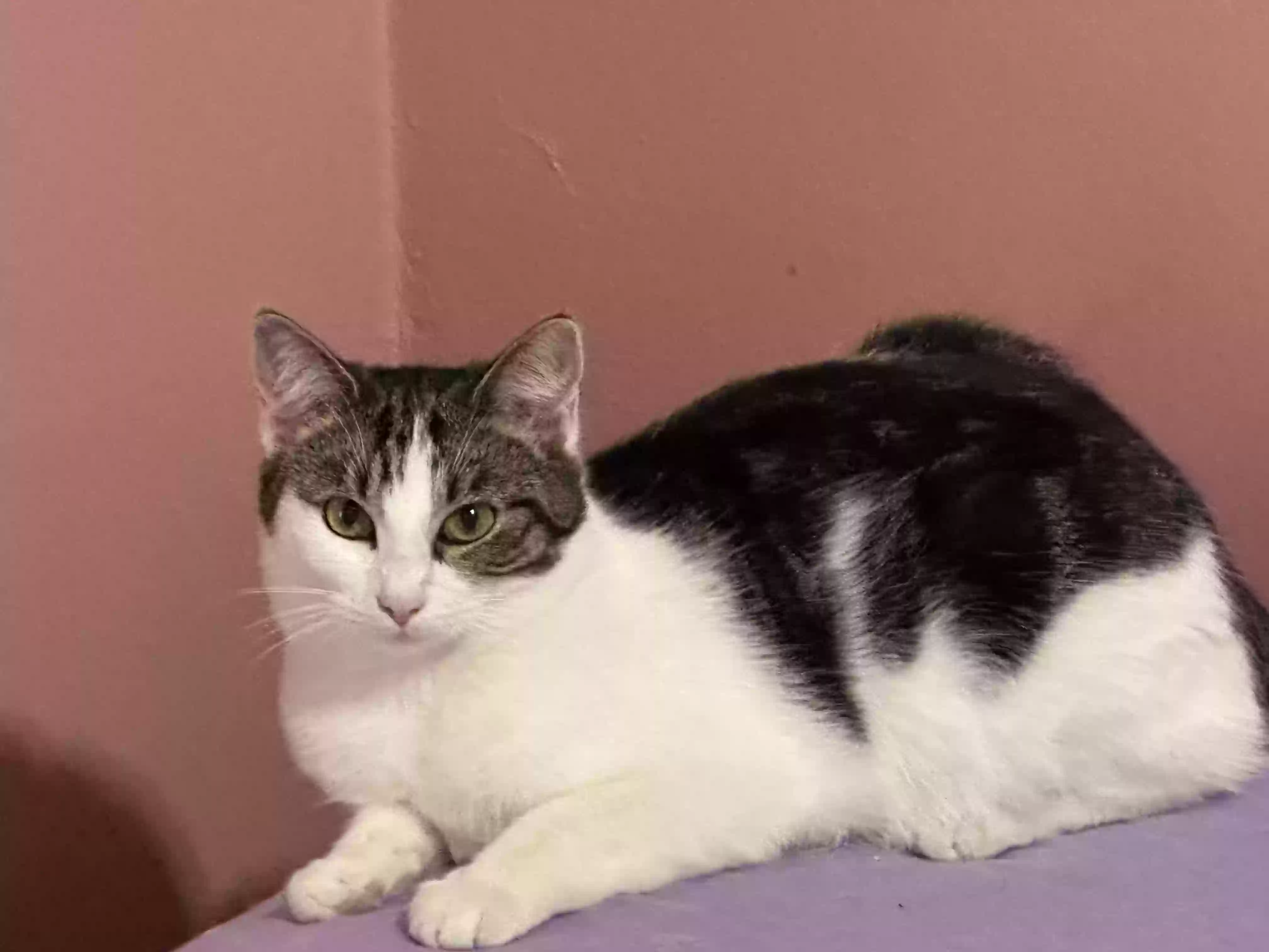 adoptable Cat in Hamilton,OH named chip and dale