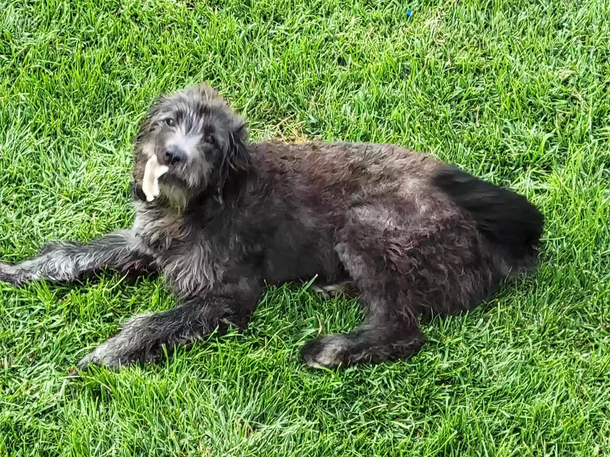 adoptable Dog in Lincoln,NE named Raven
