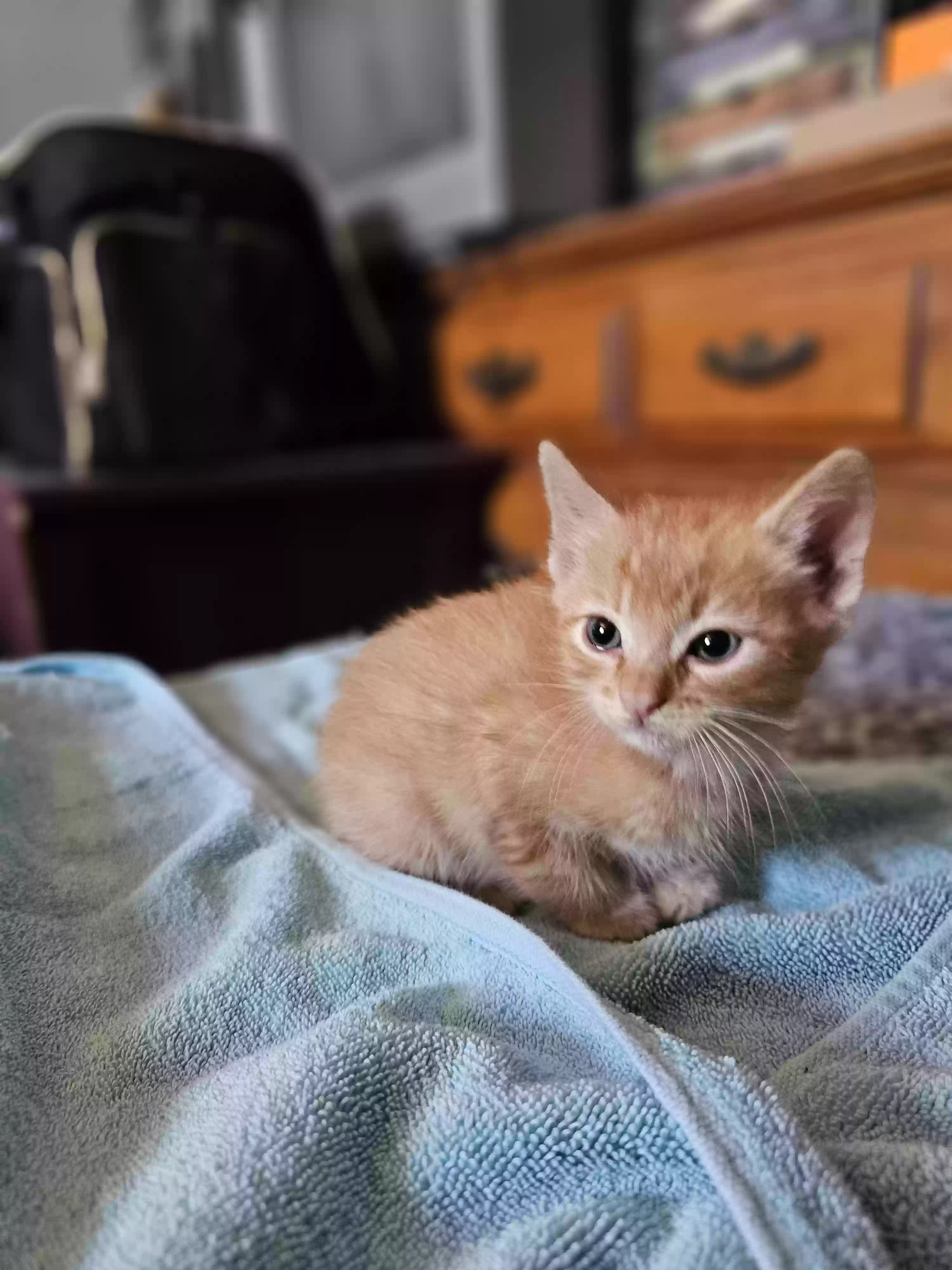 adoptable Cat in Palmdale,CA named None