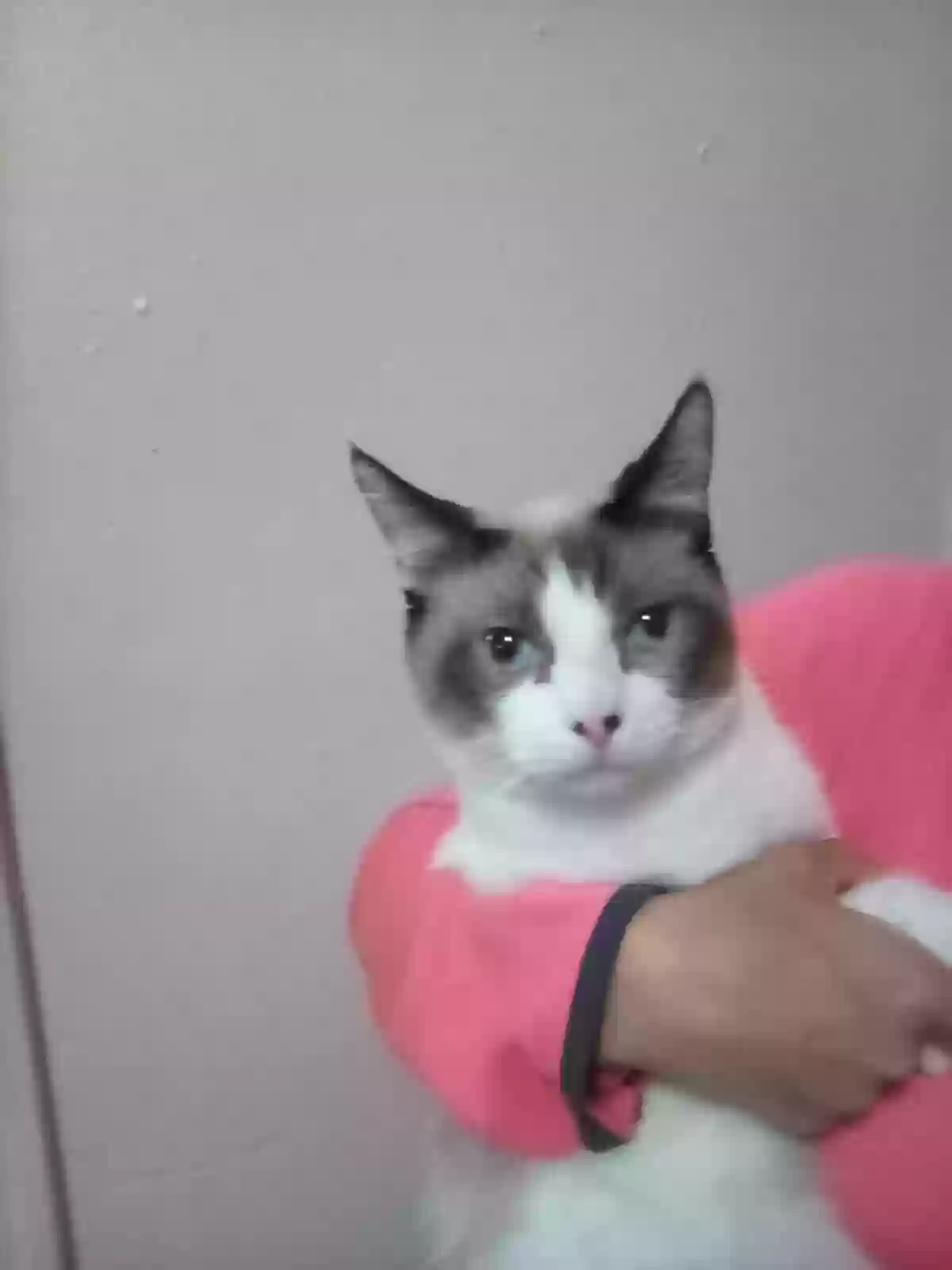 adoptable Cat in Cincinnati,OH named Birthmark