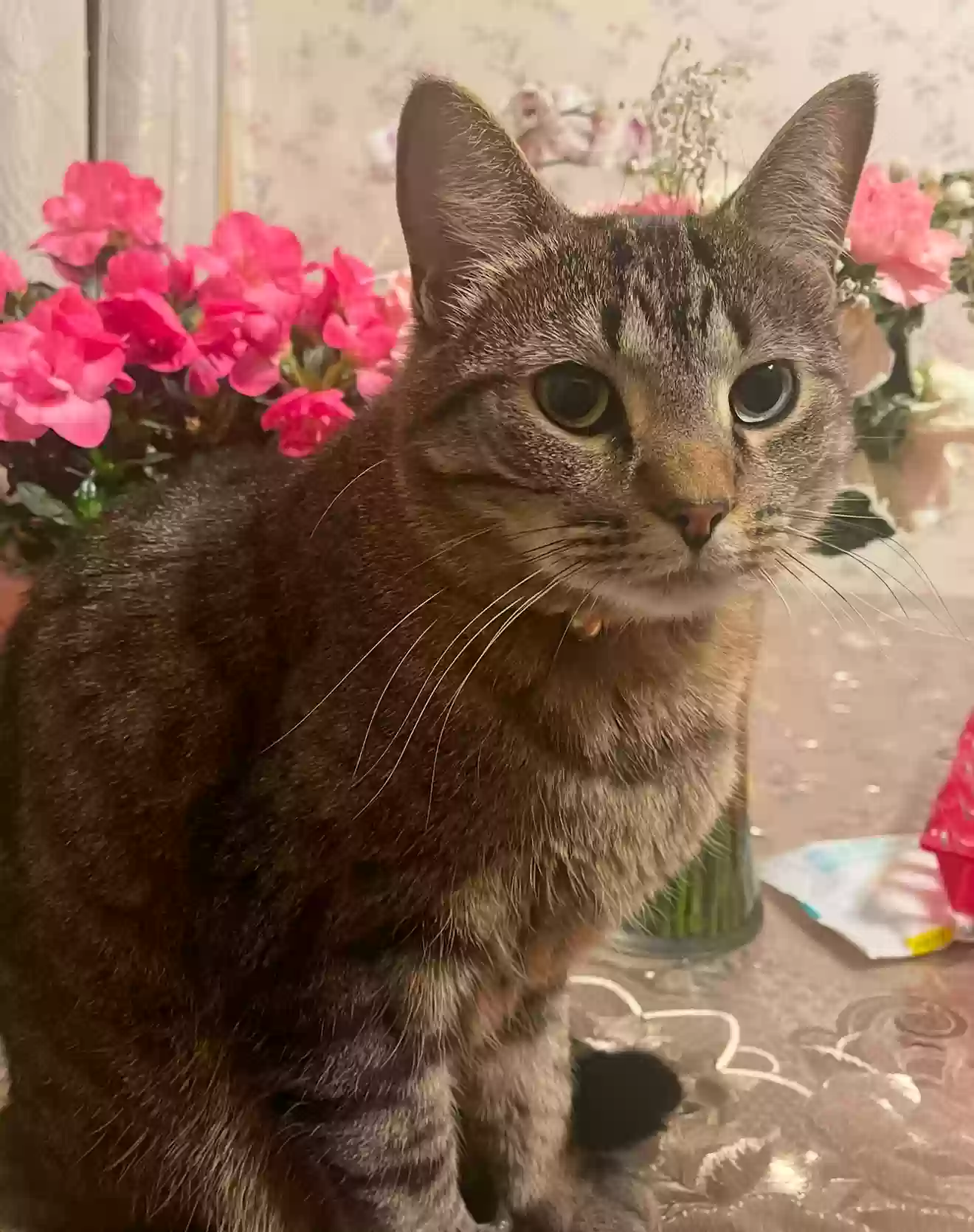 adoptable Cat in Saint Paul,MN named Kitty