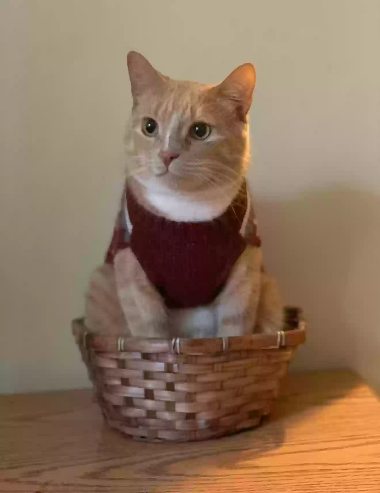 adoptable Cat in Saint Paul,MN named