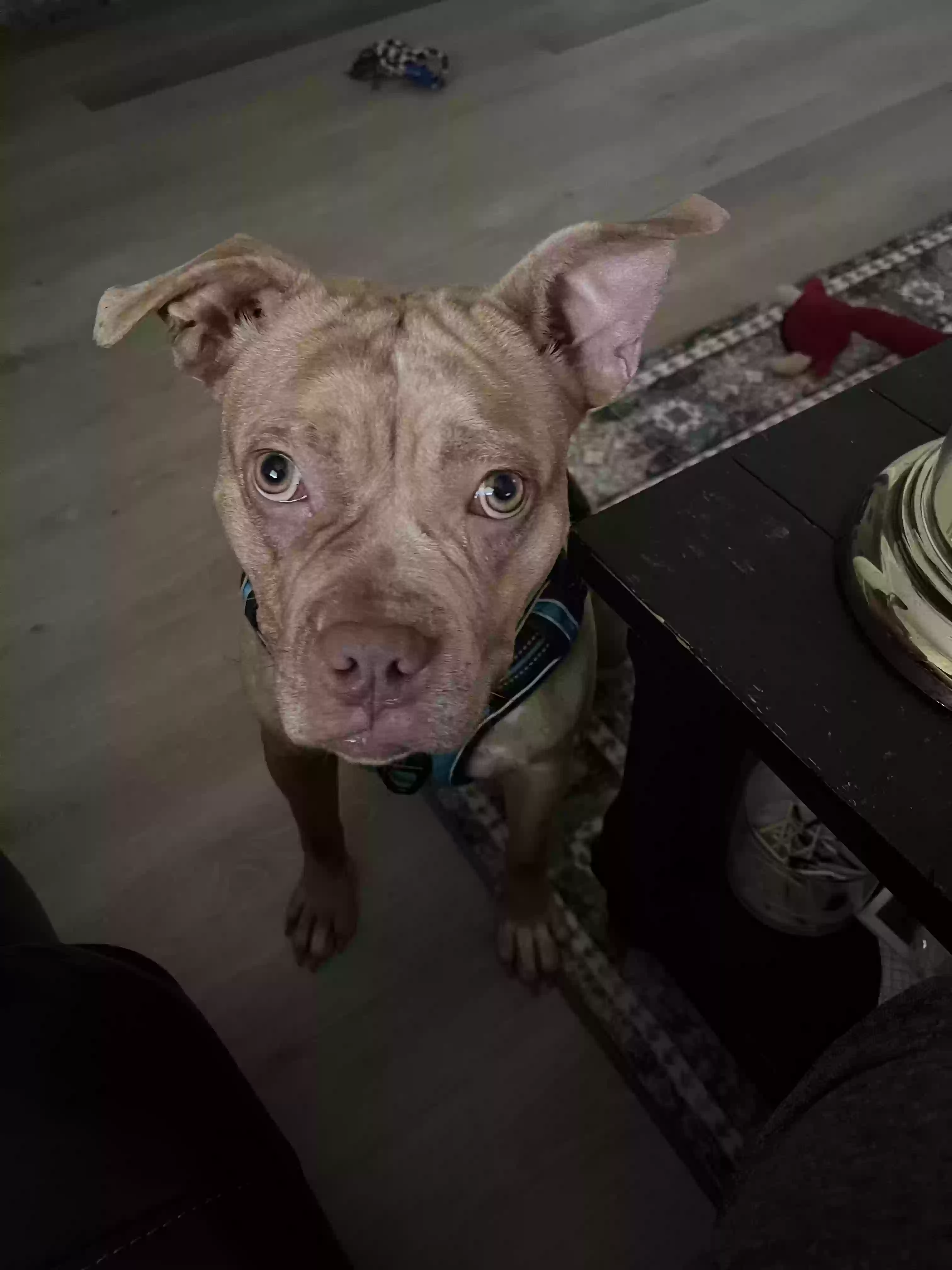 adoptable Dog in Columbia,SC named Honey