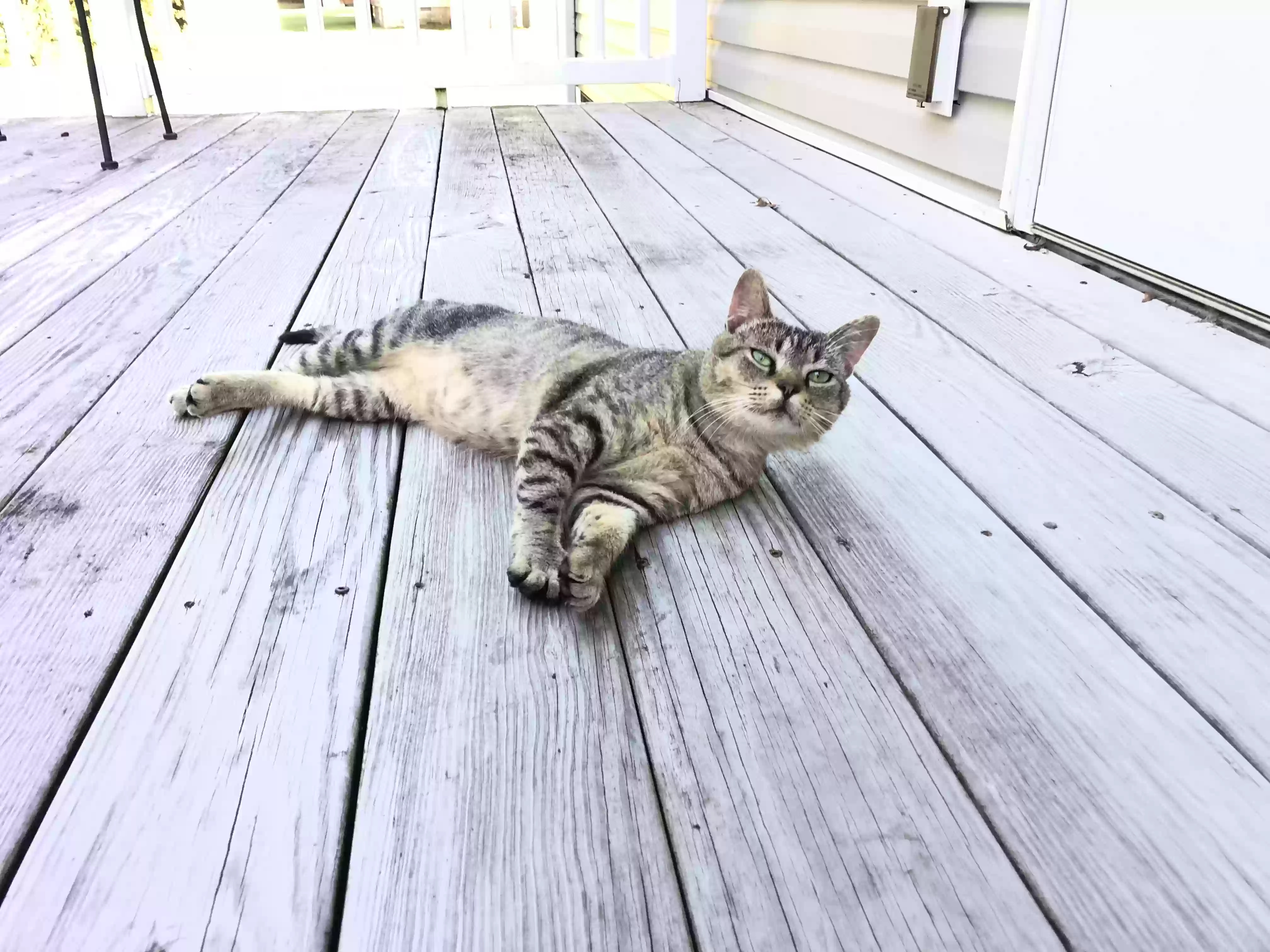 adoptable Cat in Pikeville,NC named Thomas