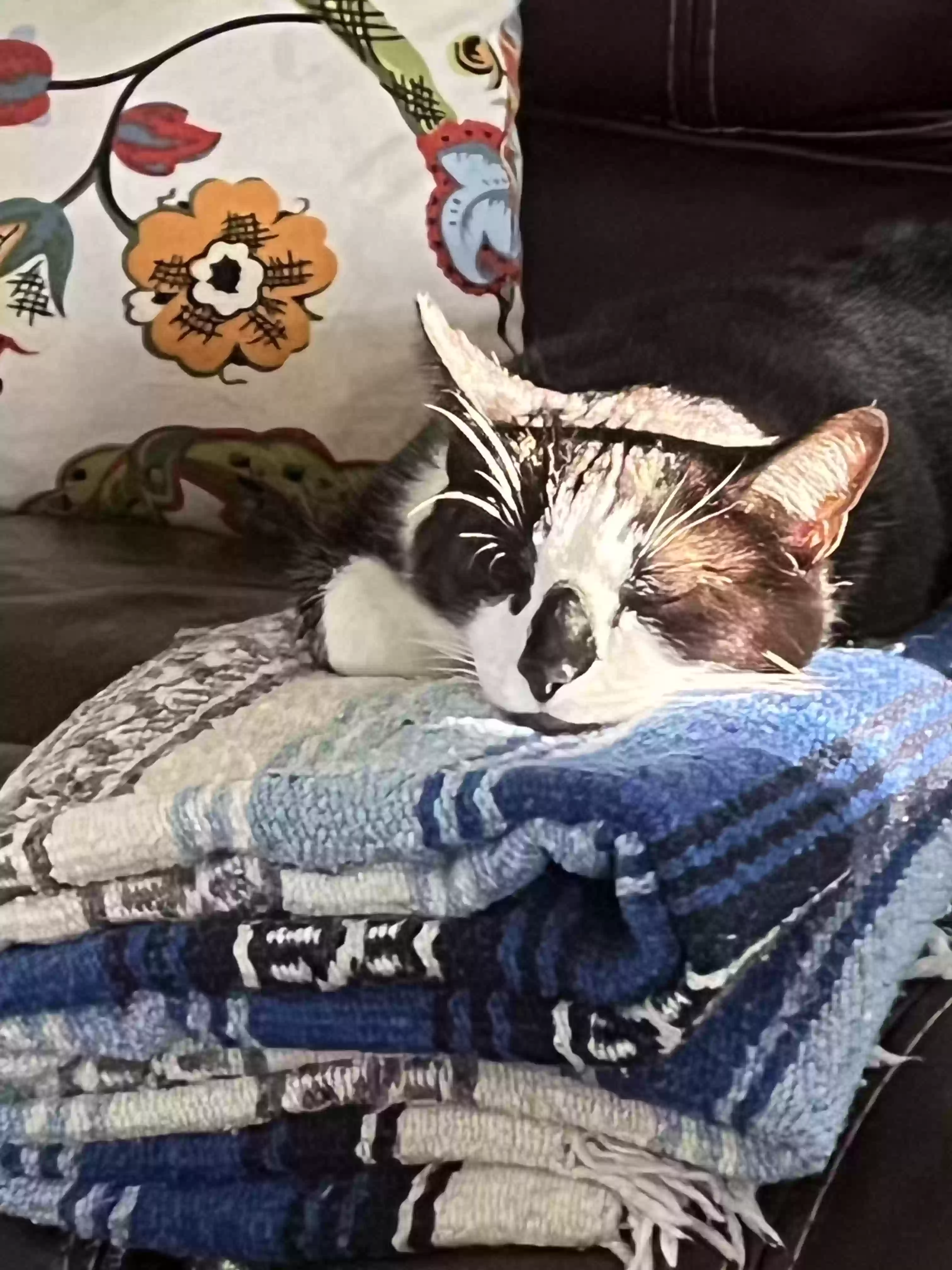 adoptable Cat in Ashville,OH named Kat
