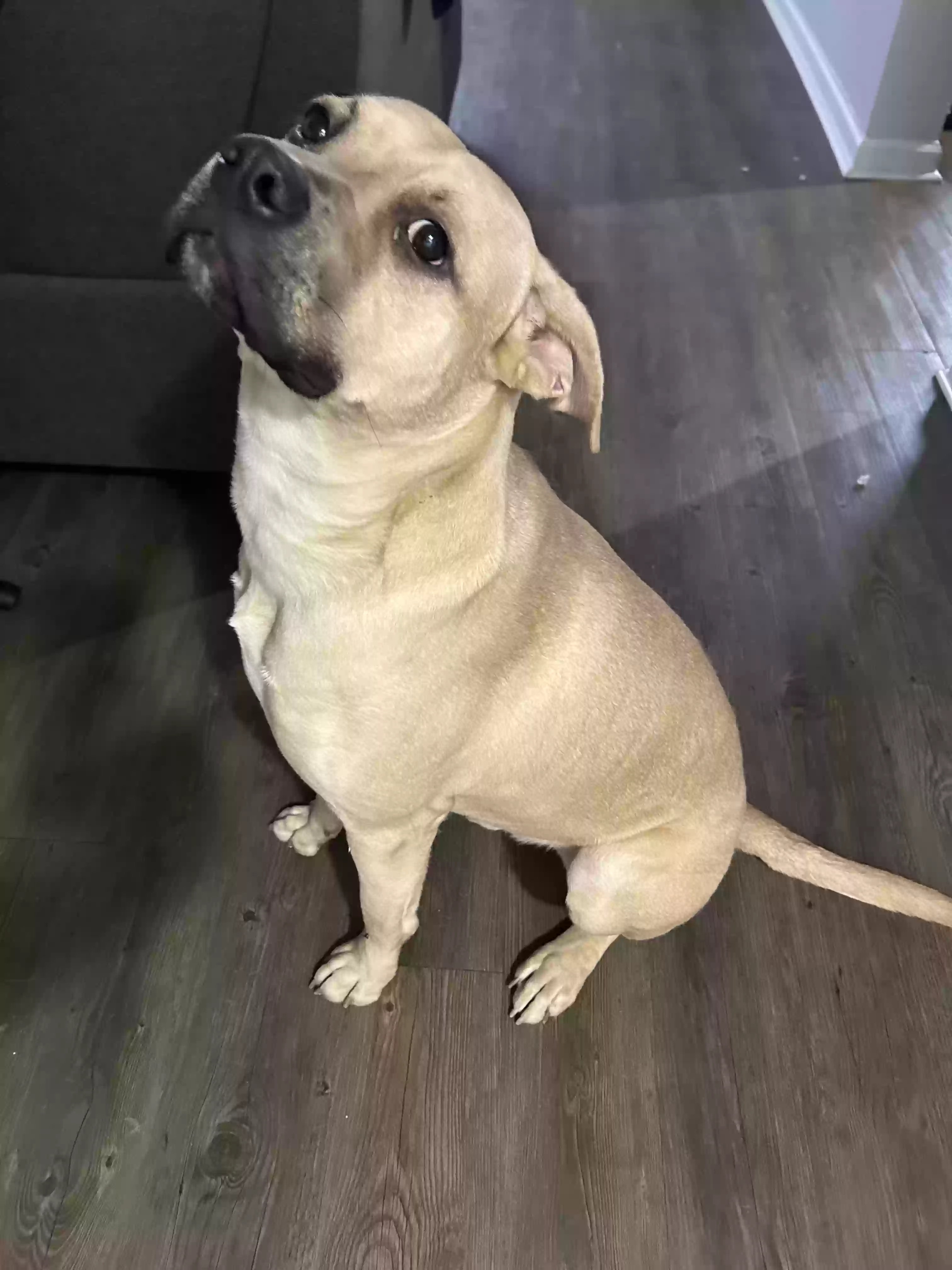 adoptable Dog in Humboldt,TN named Marlo