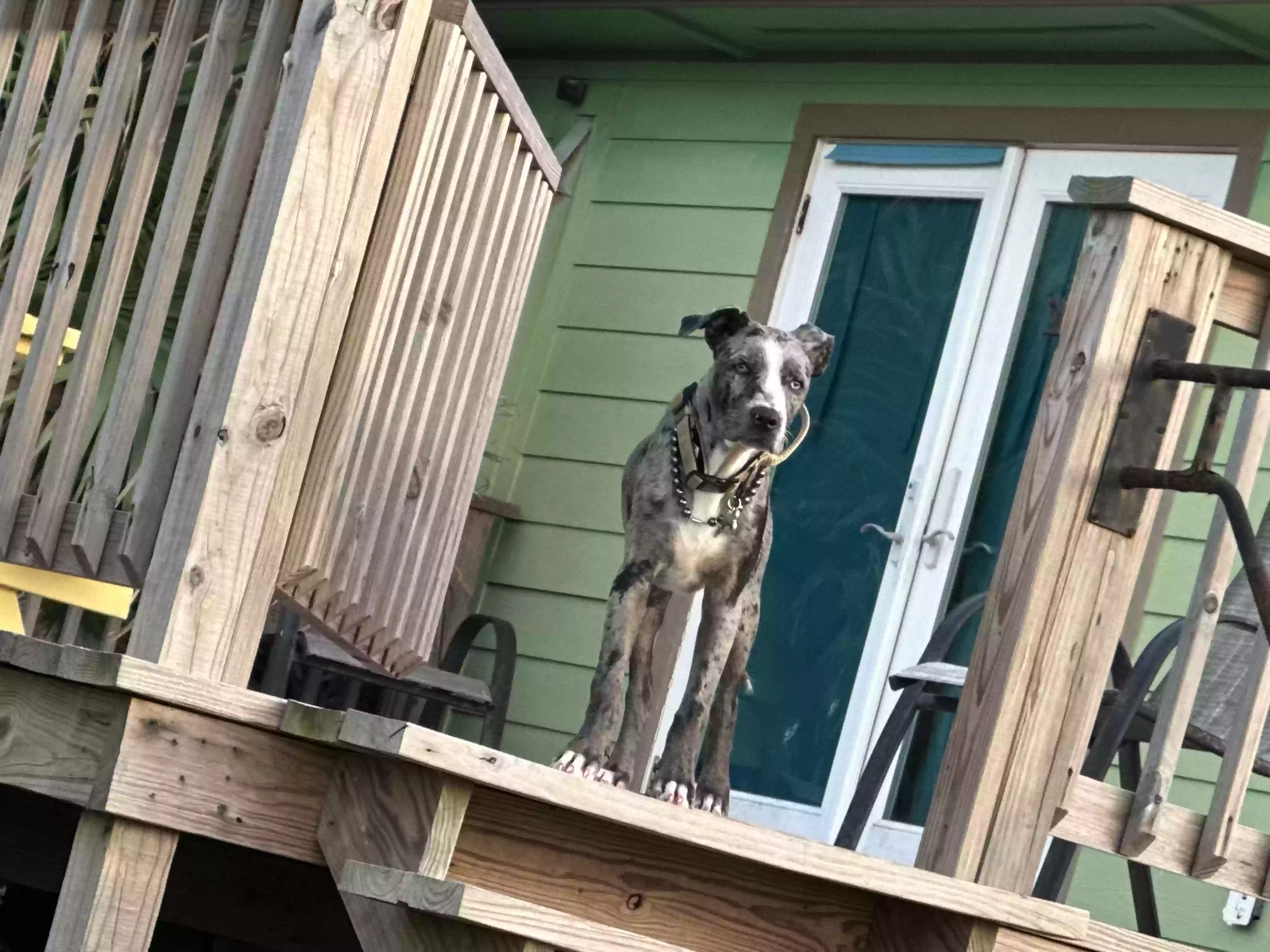 adoptable Dog in Dickinson,TX named Bruto
