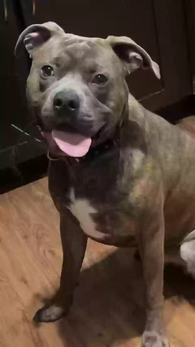 adoptable Dog in The Colony,TX named Dash