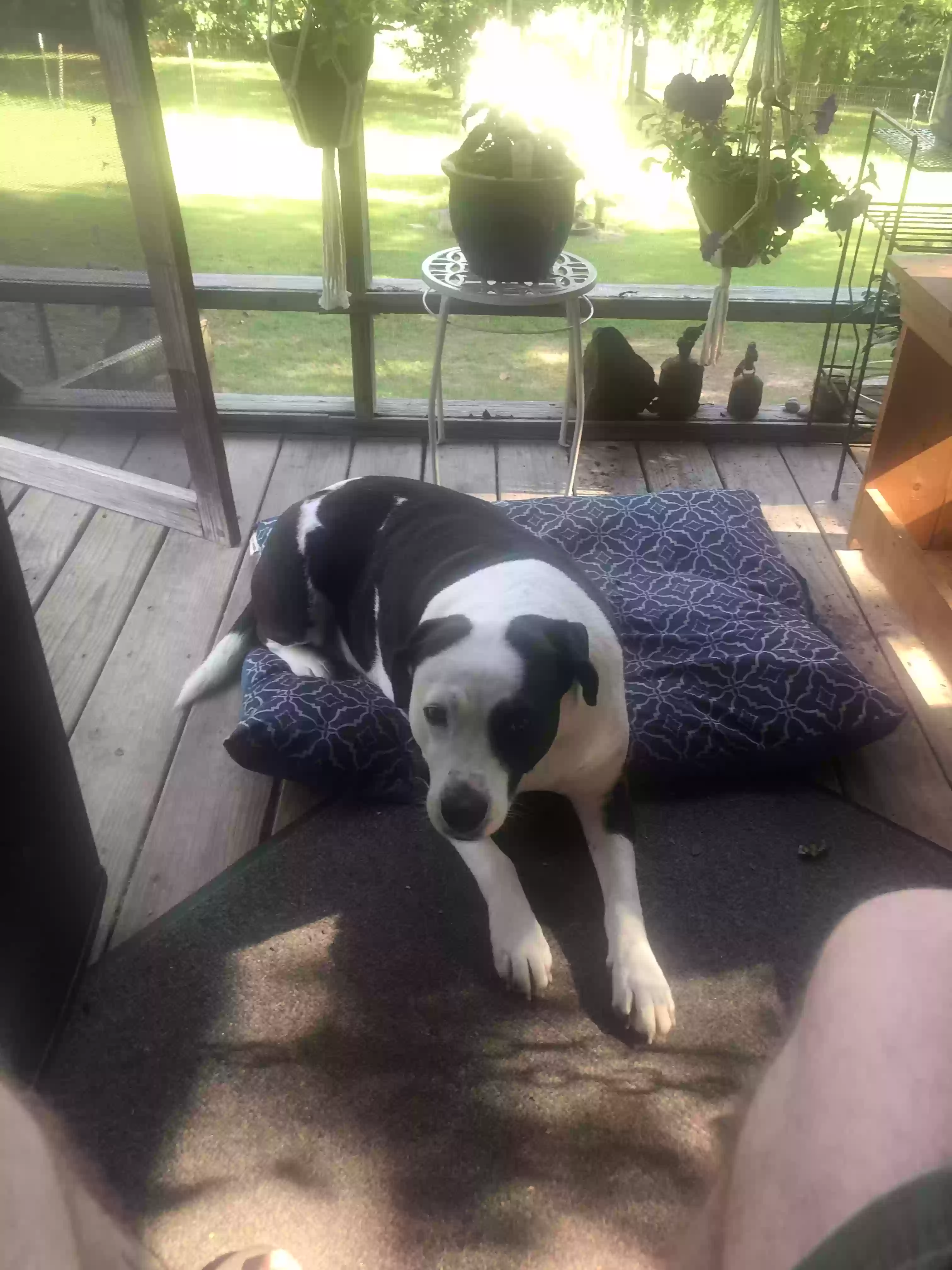 adoptable Dog in Grand Chain,IL named River