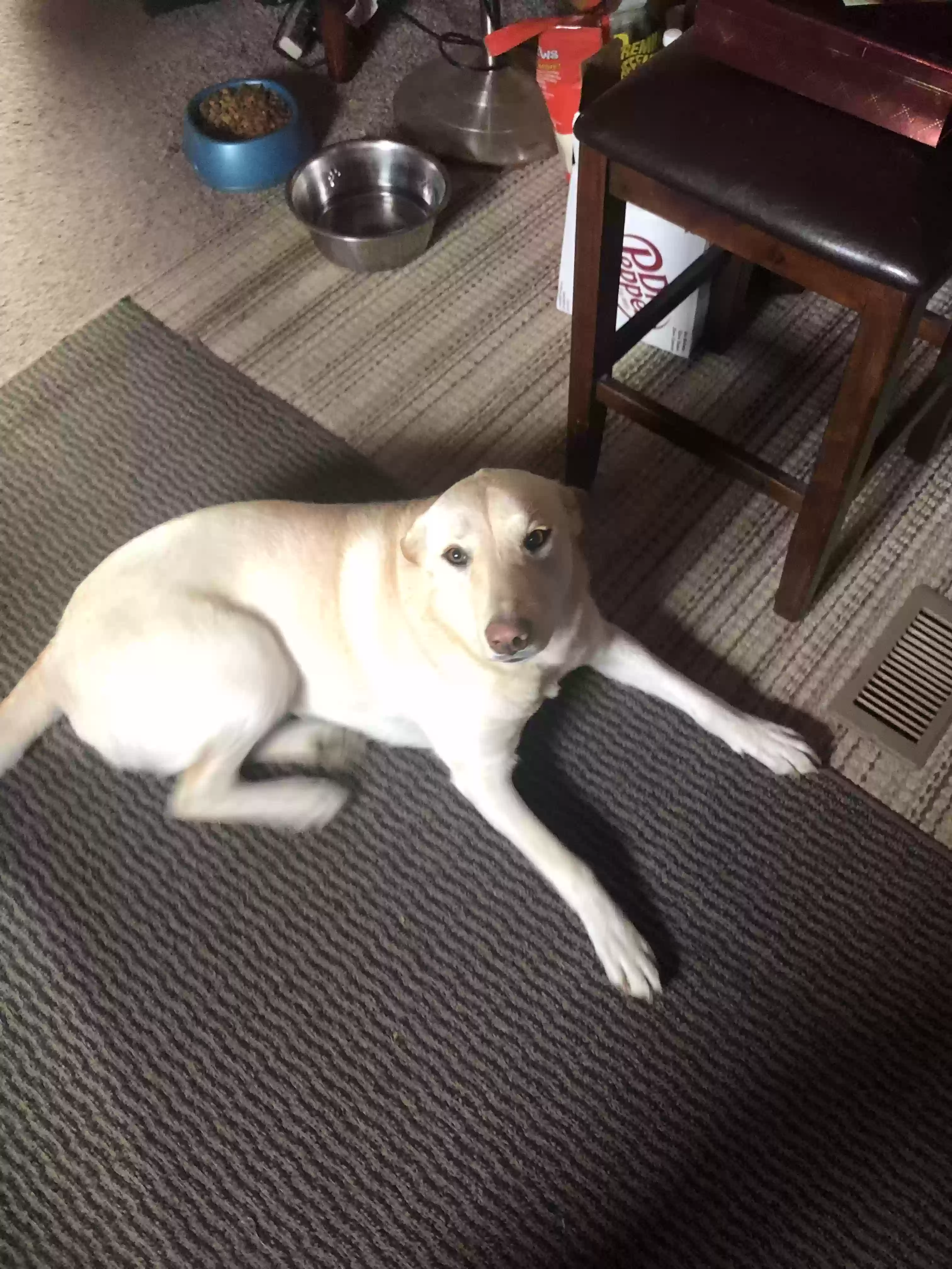 adoptable Dog in Grand Chain,IL named Sophia