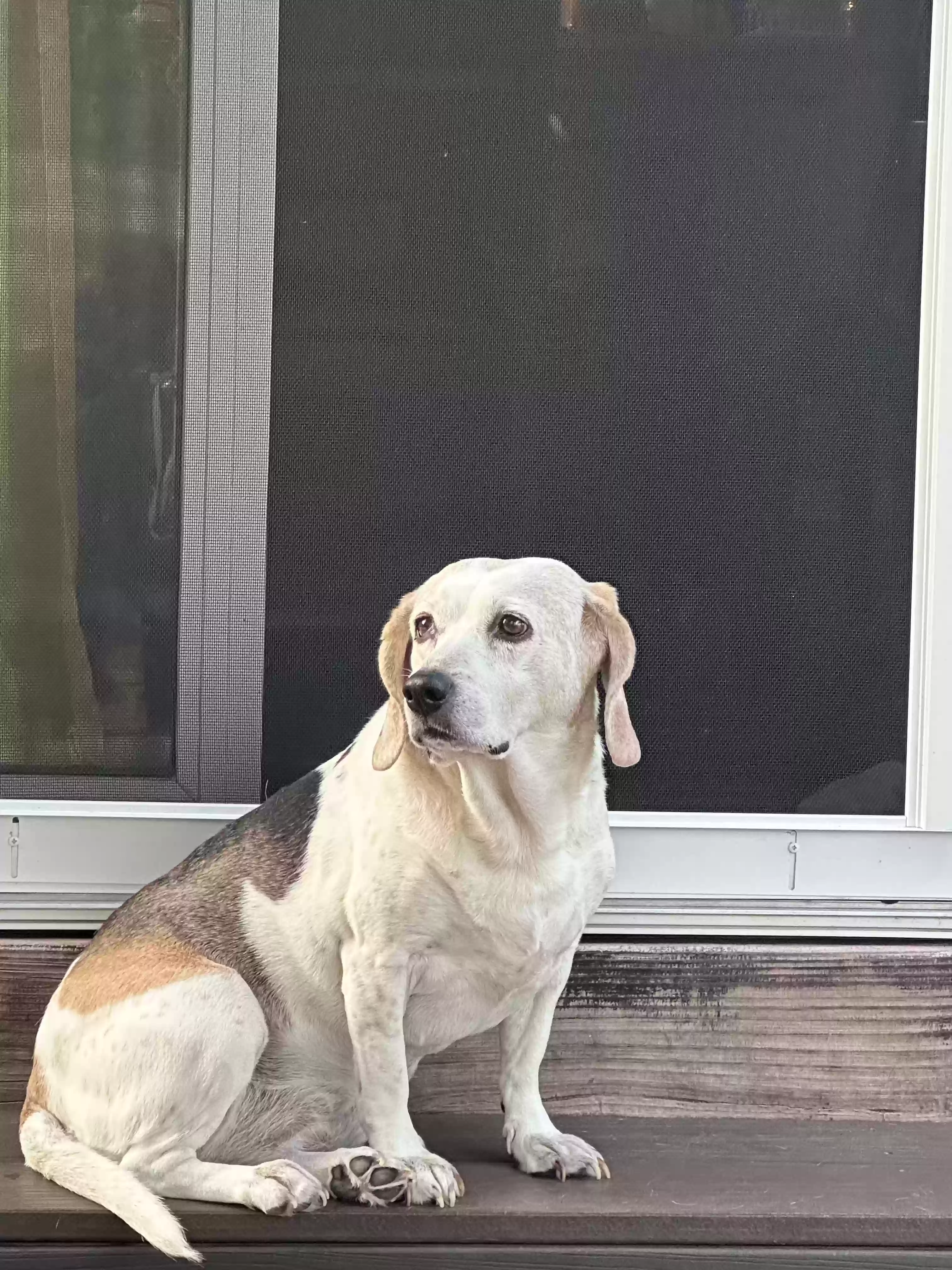adoptable Dog in Barnhart,MO named Sadie