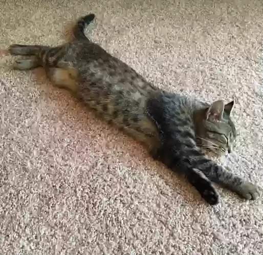 adoptable Cat in Atlanta,GA named Poppy