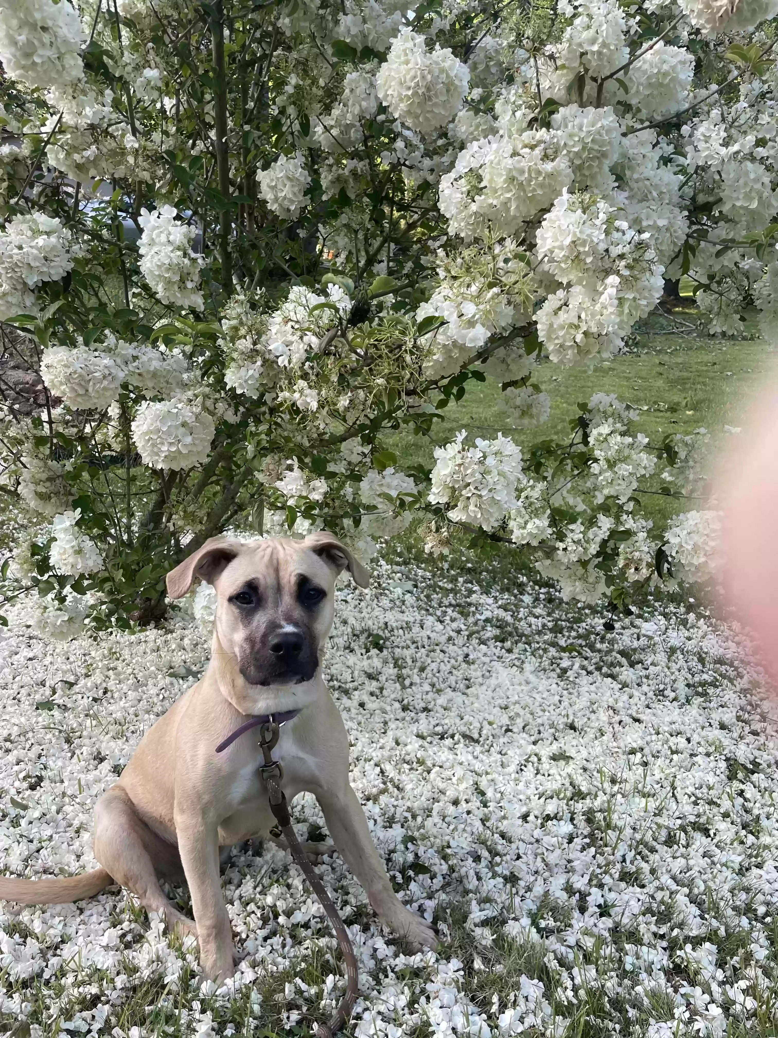 adoptable Dog in Marshall,NC named Sophie