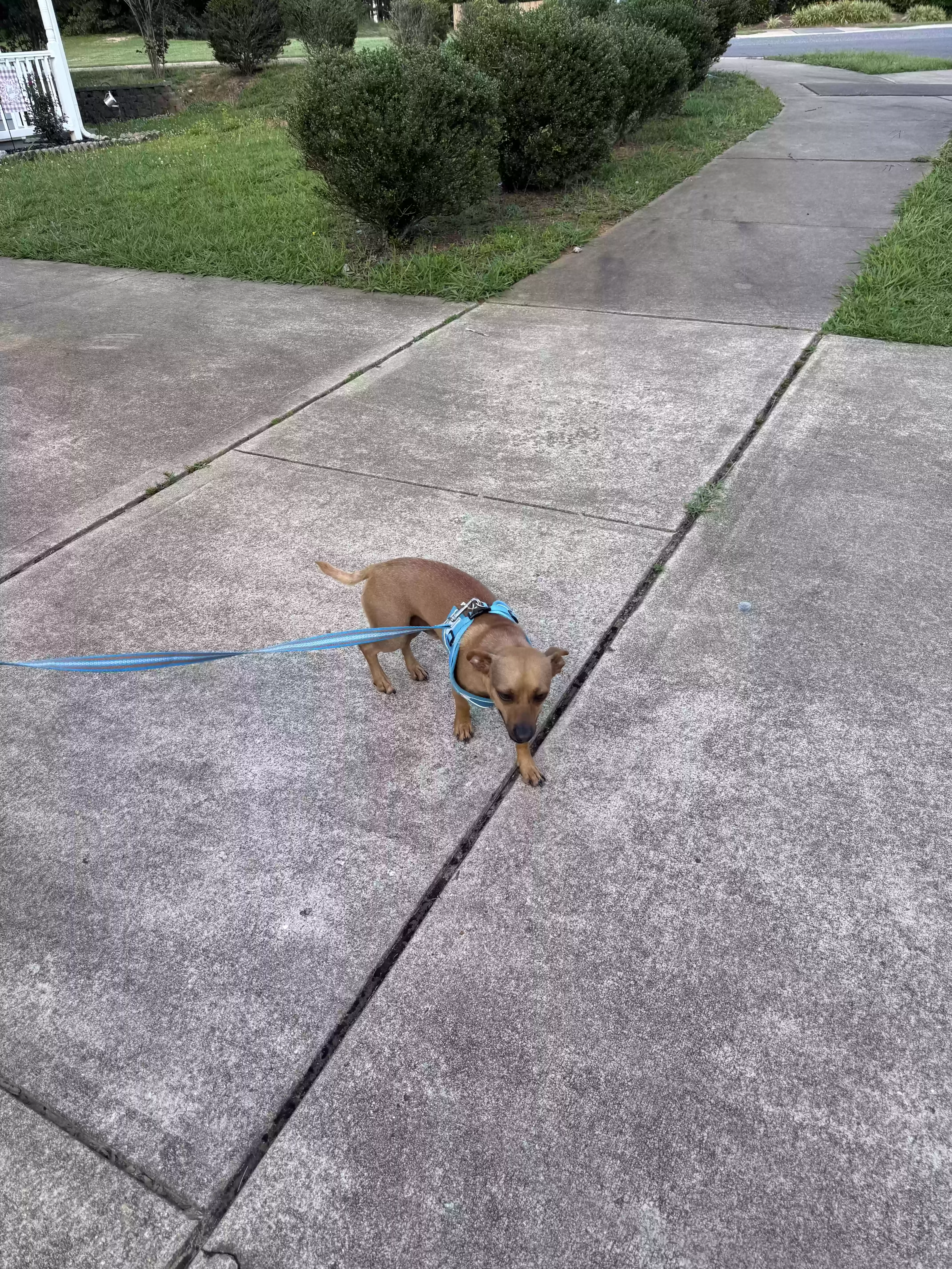 adoptable Dog in Holly Springs,NC named Cun