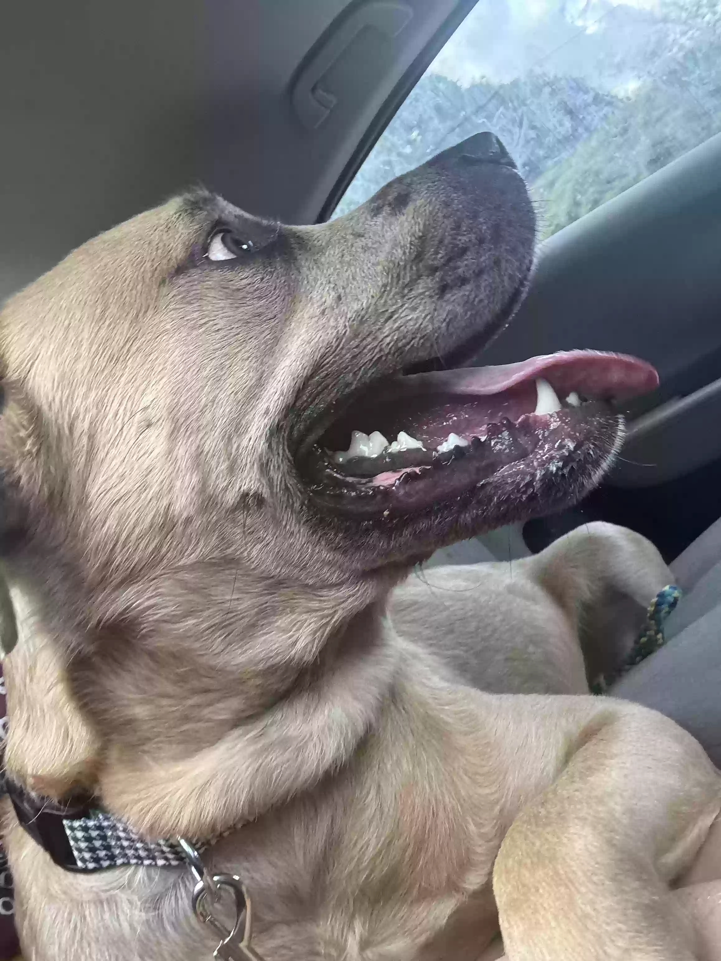 adoptable Dog in Marietta,GA named Waldo