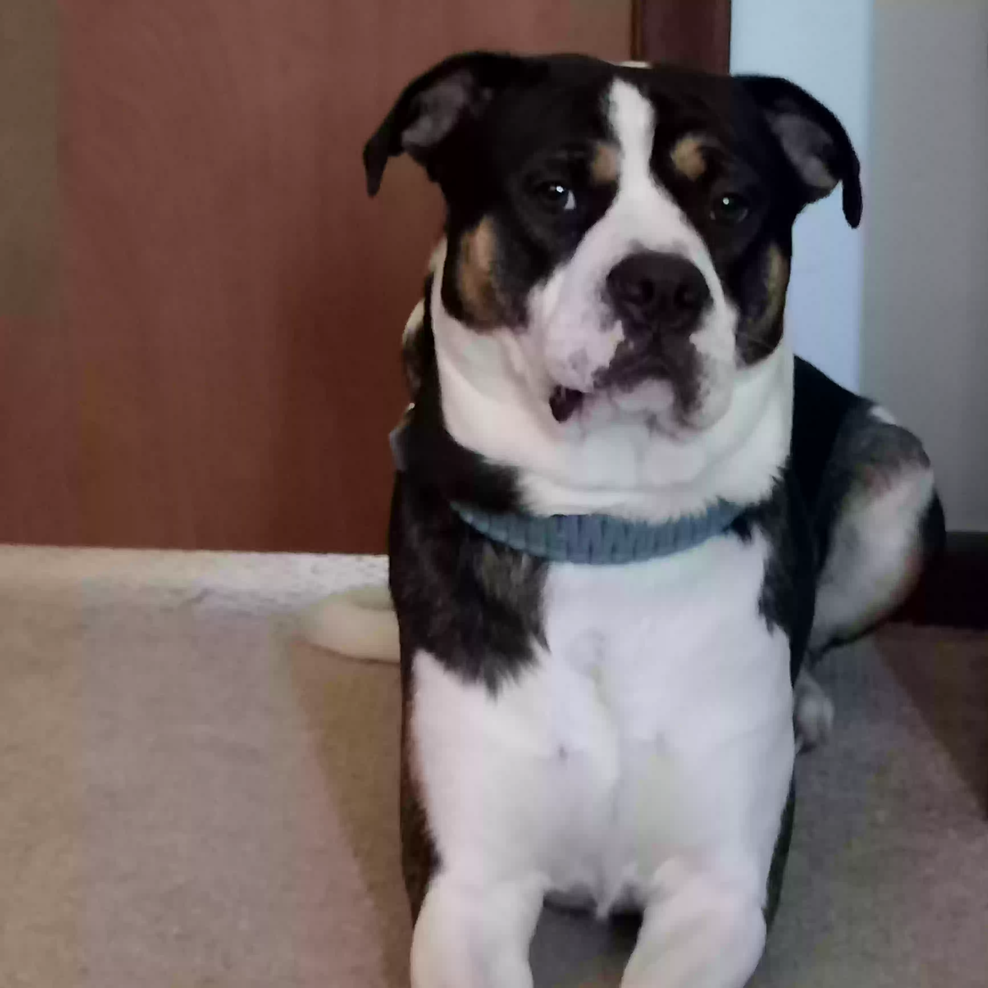 adoptable Dog in Livonia,MI named 