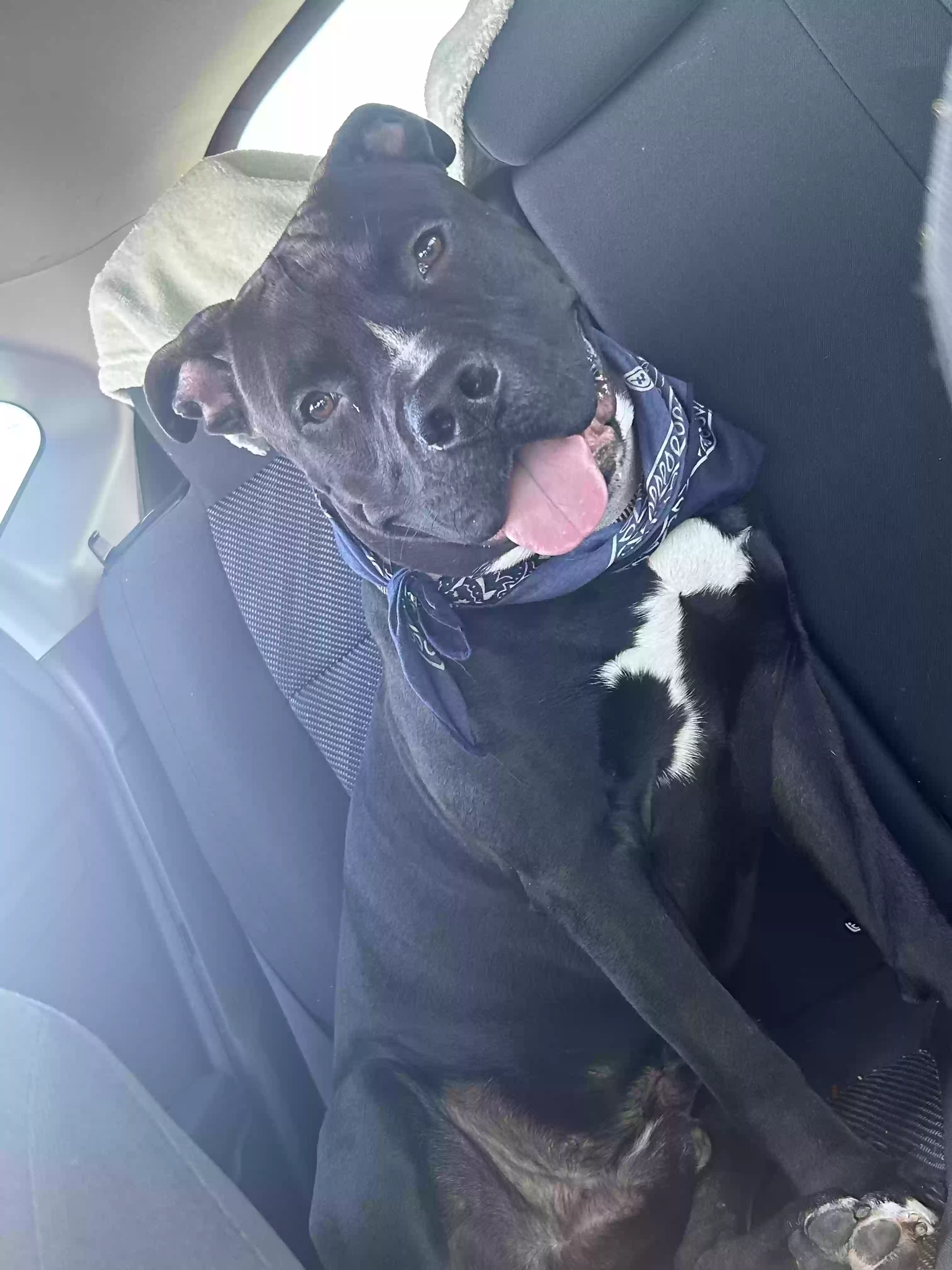 adoptable Dog in Locust Grove,GA named Oreo