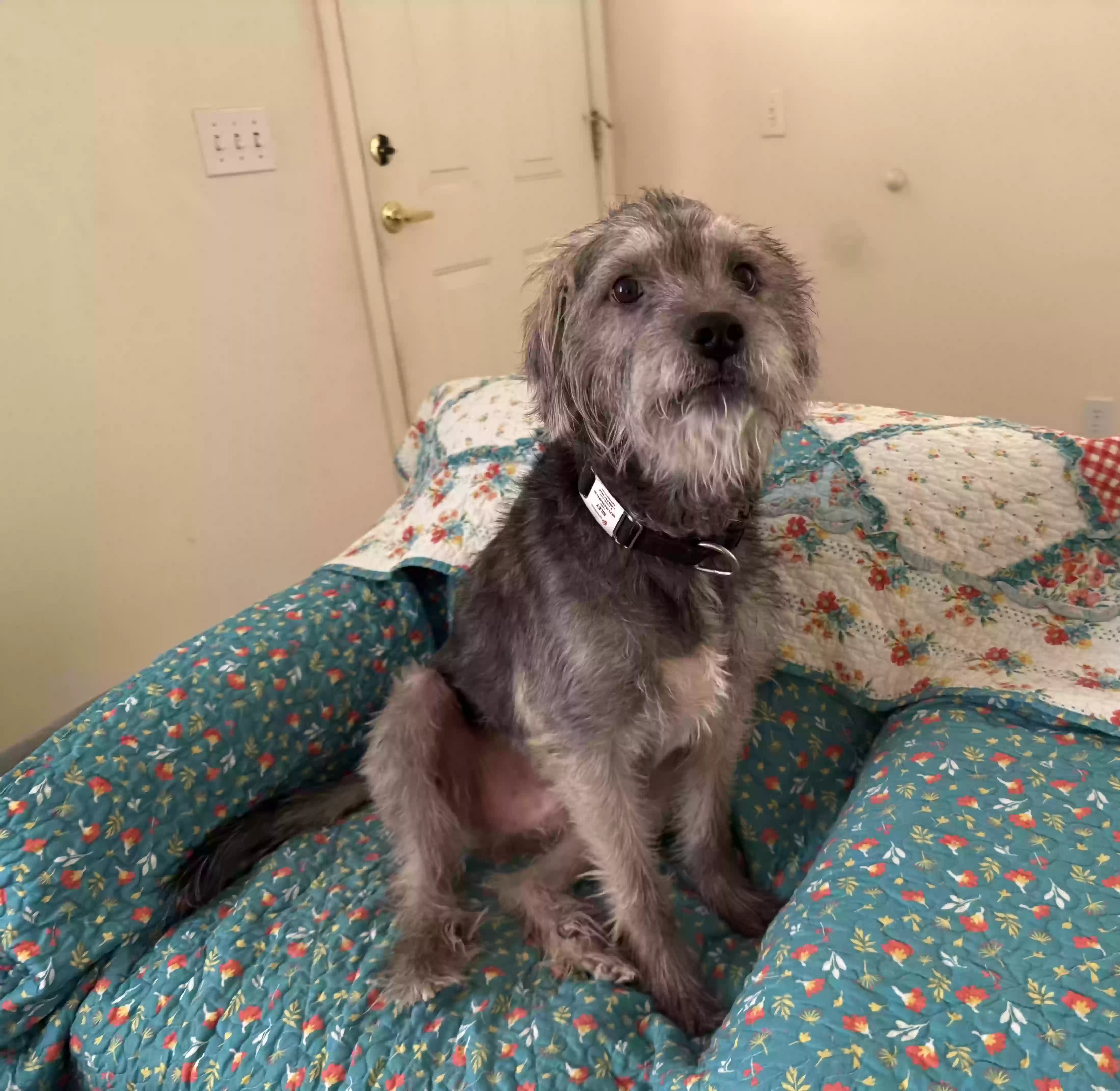 adoptable Dog in Casa Grande,AZ named Riley