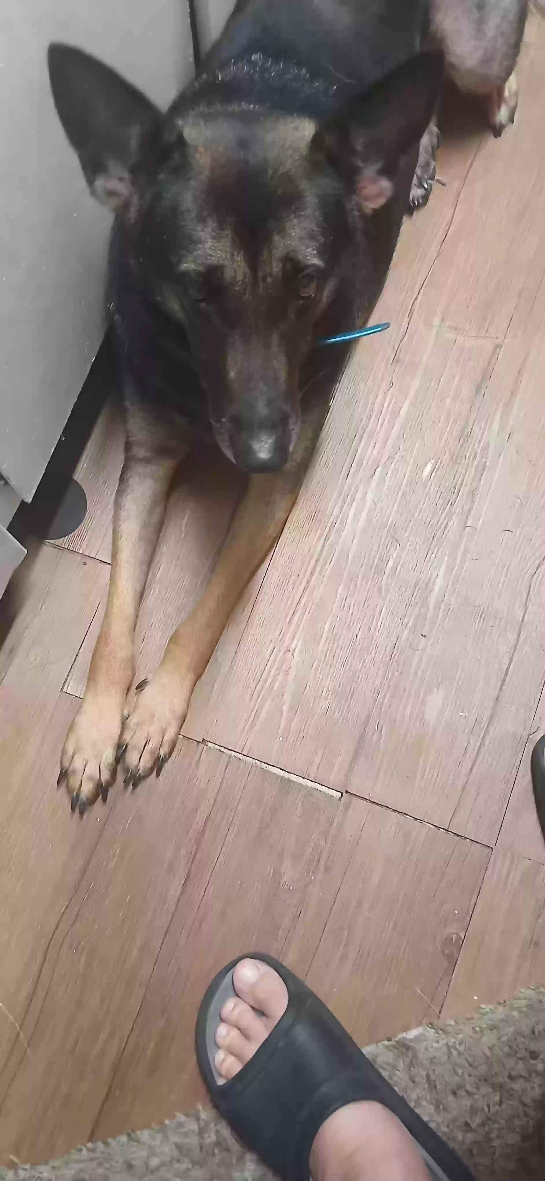 adoptable Dog in Waco,TX named Sam