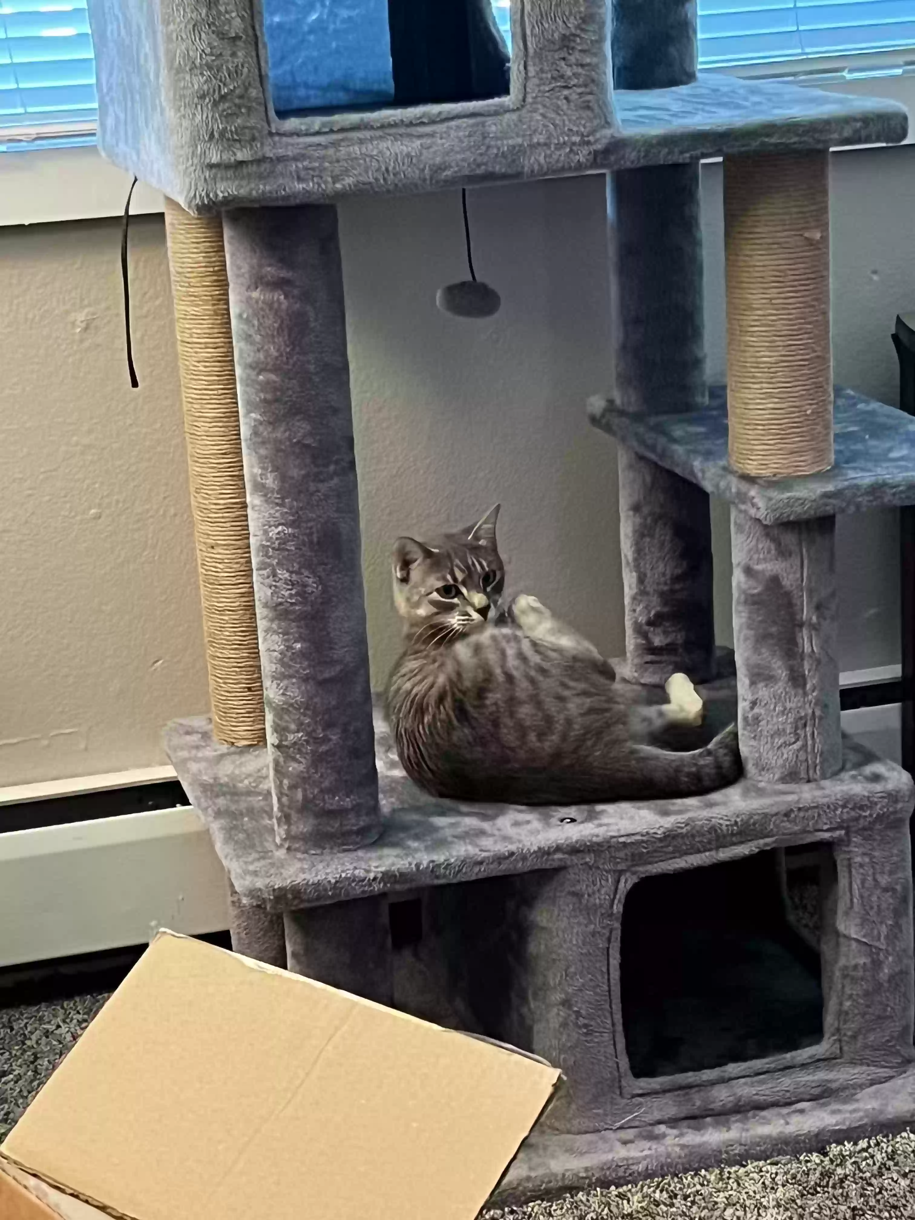 adoptable Cat in Fort Collins,CO named Gin