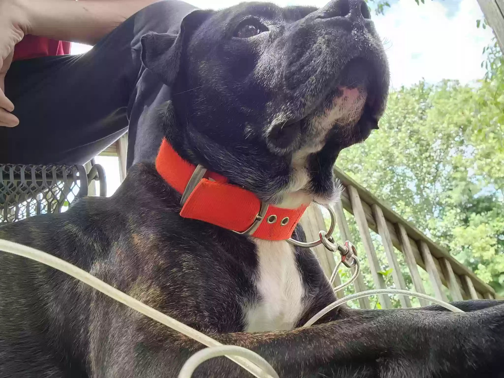adoptable Dog in Bloomfield,KY named Joey