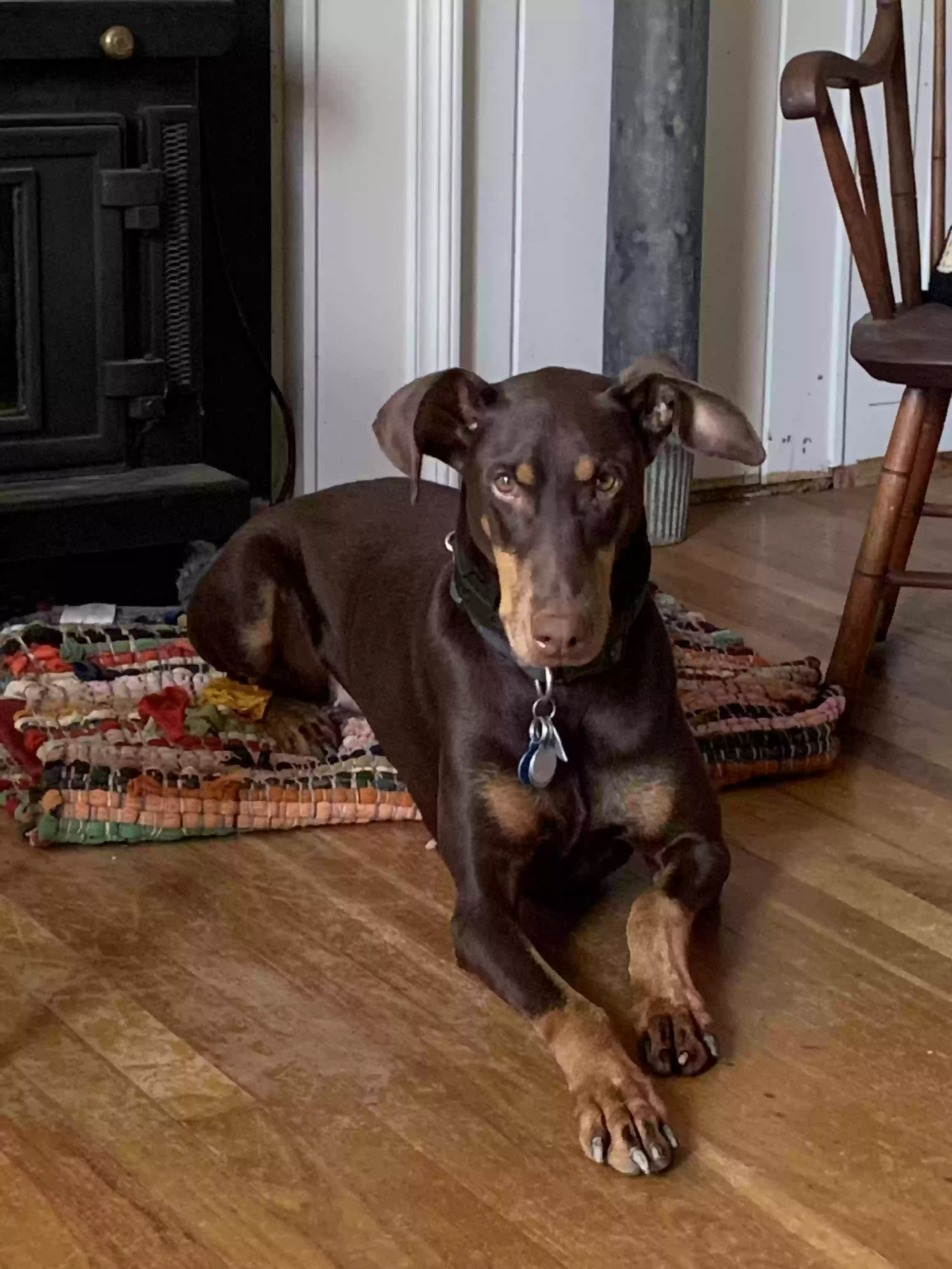 adoptable Dog in Hamilton,OH named Rosie