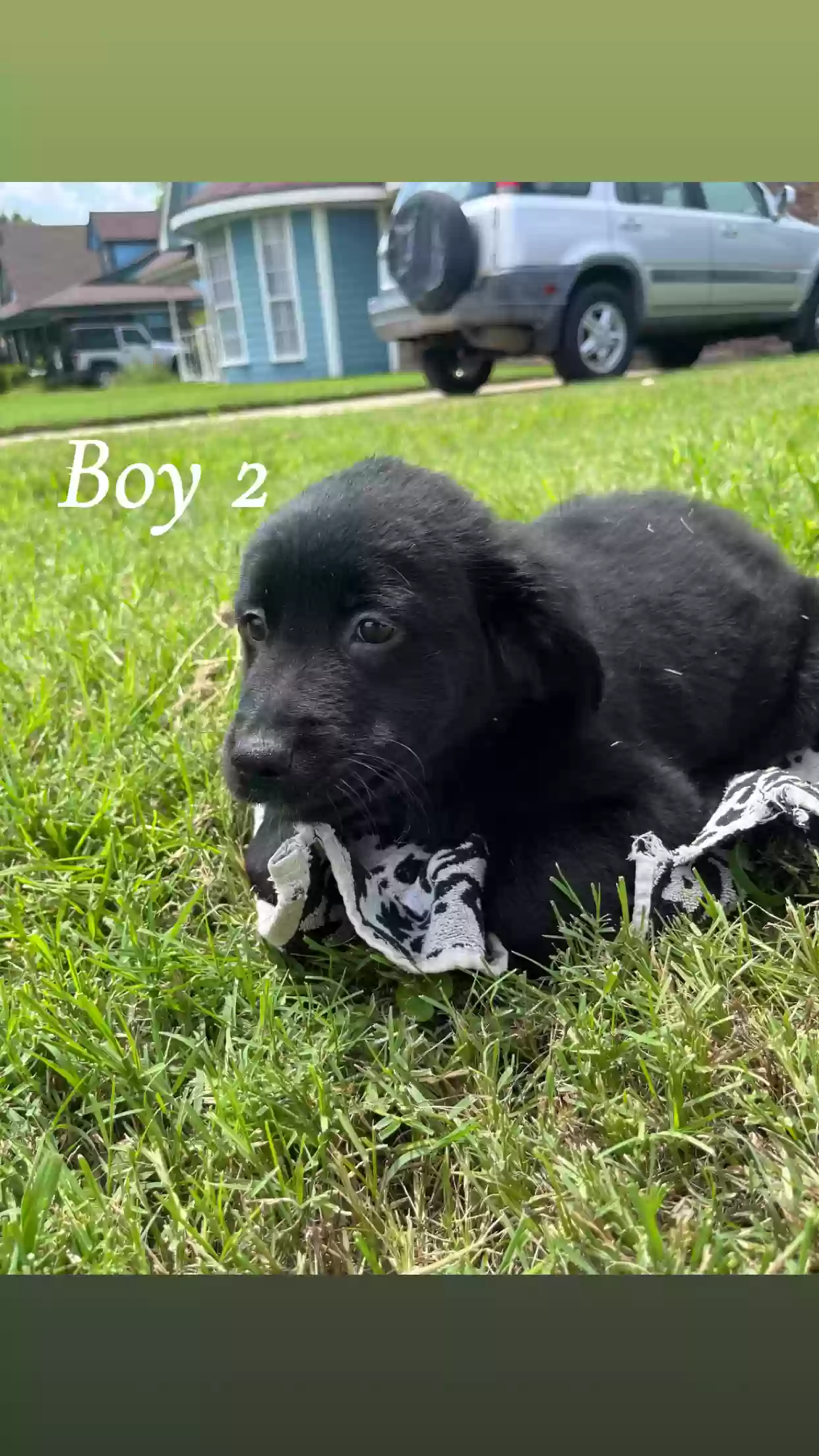adoptable Dog in Arlington,TX named no name