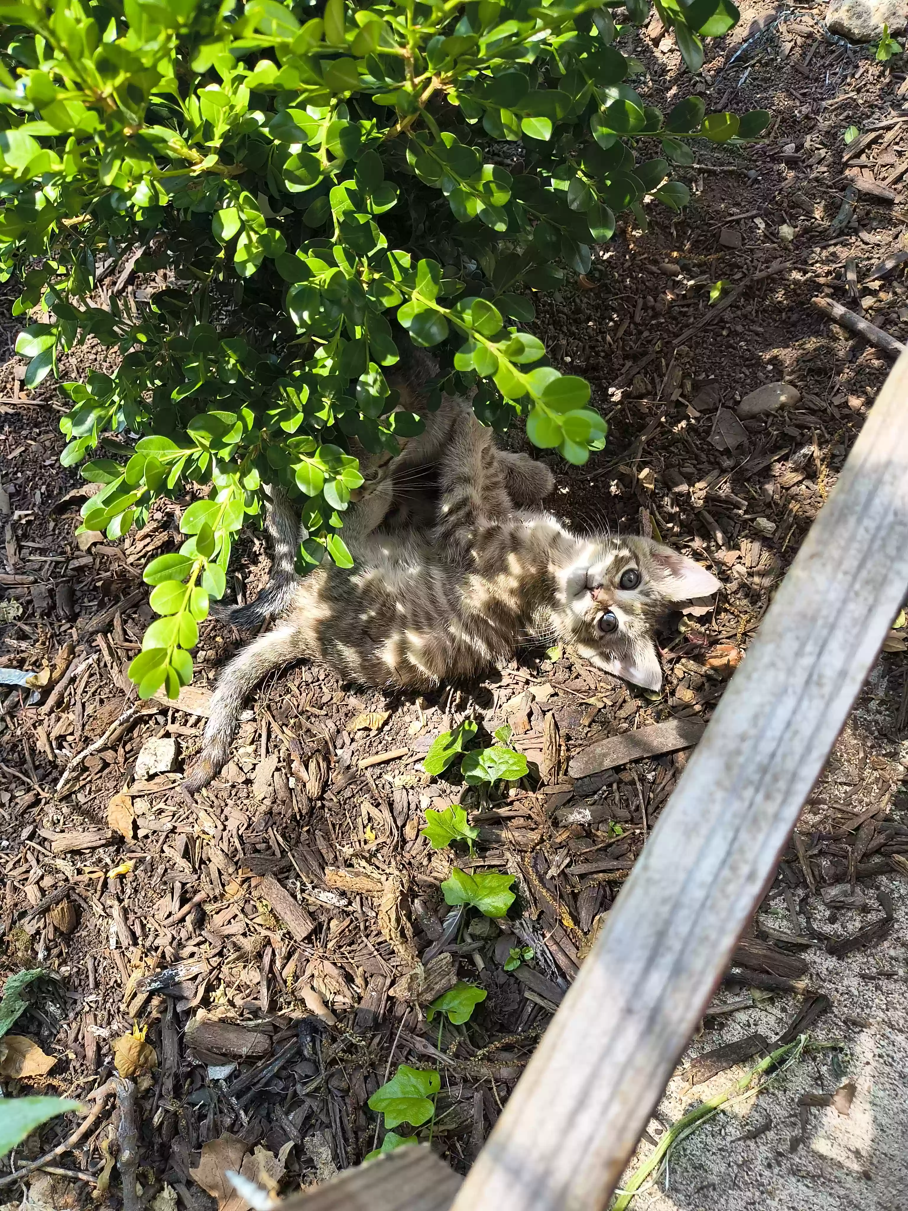 adoptable Cat in Hot Springs National Park,AR named Moon