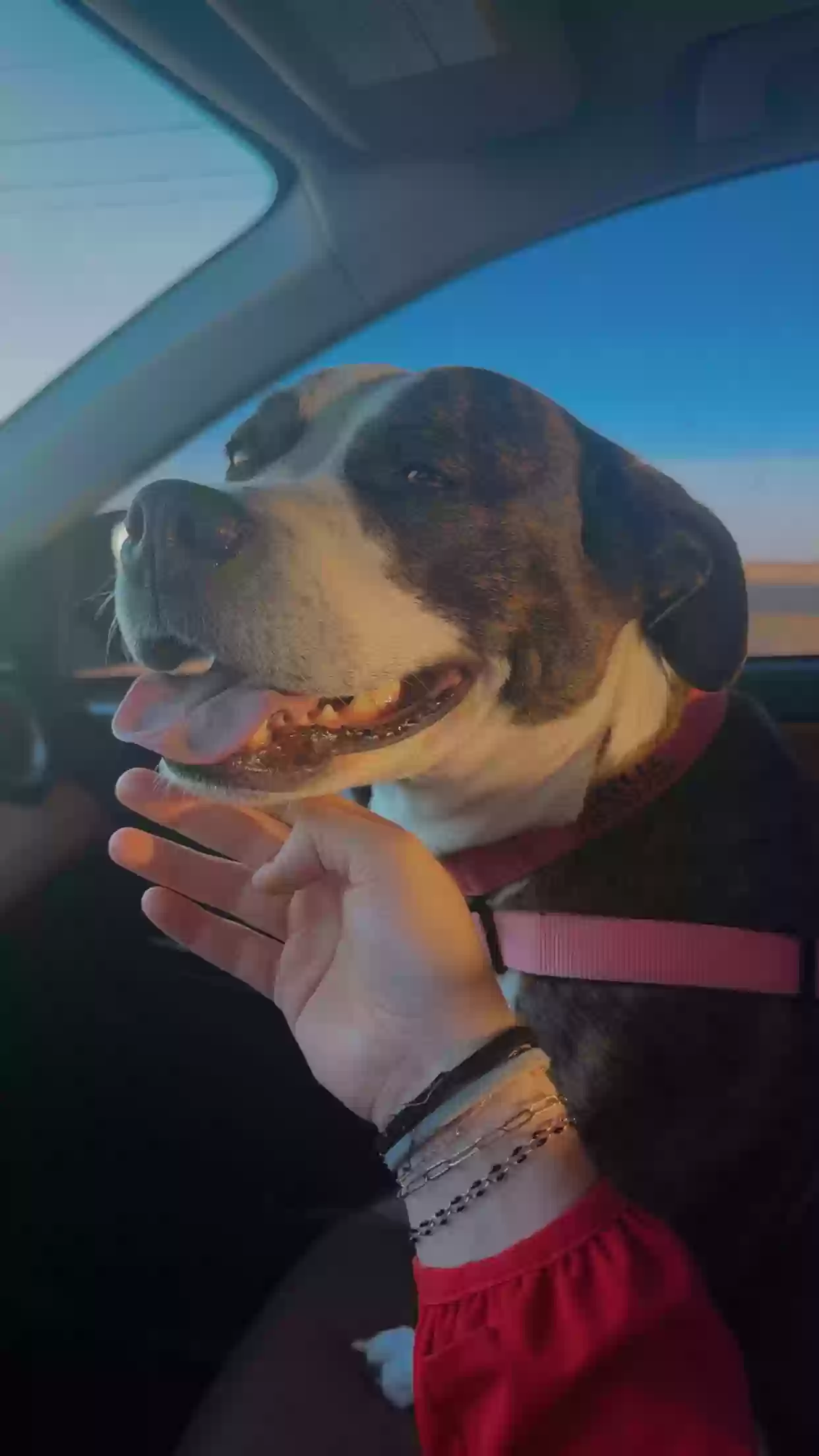 adoptable Dog in Hoxie,KS named CeeCee