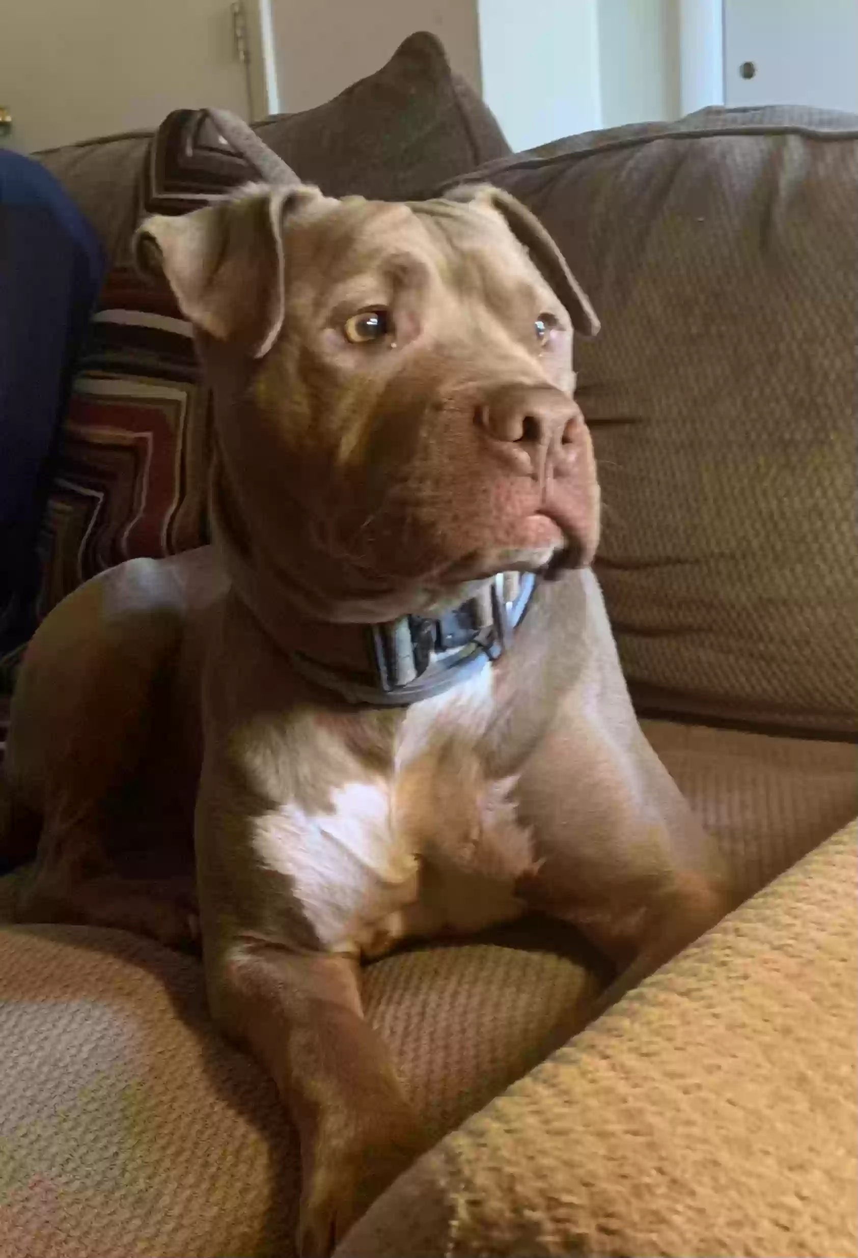 adoptable Dog in Cherry Hill,NJ named Buddy