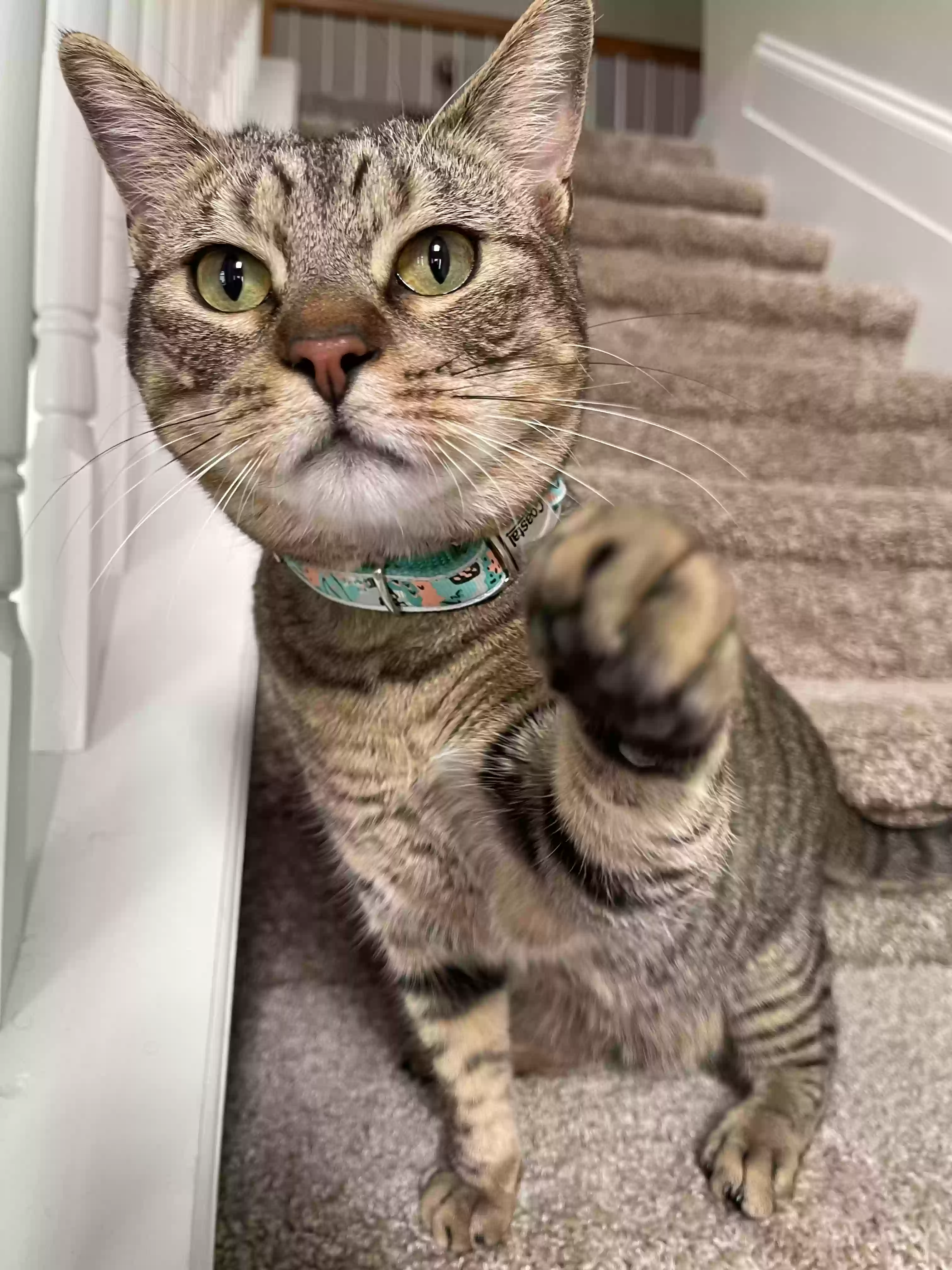 adoptable Cat in Mcdonough,GA named Cysco