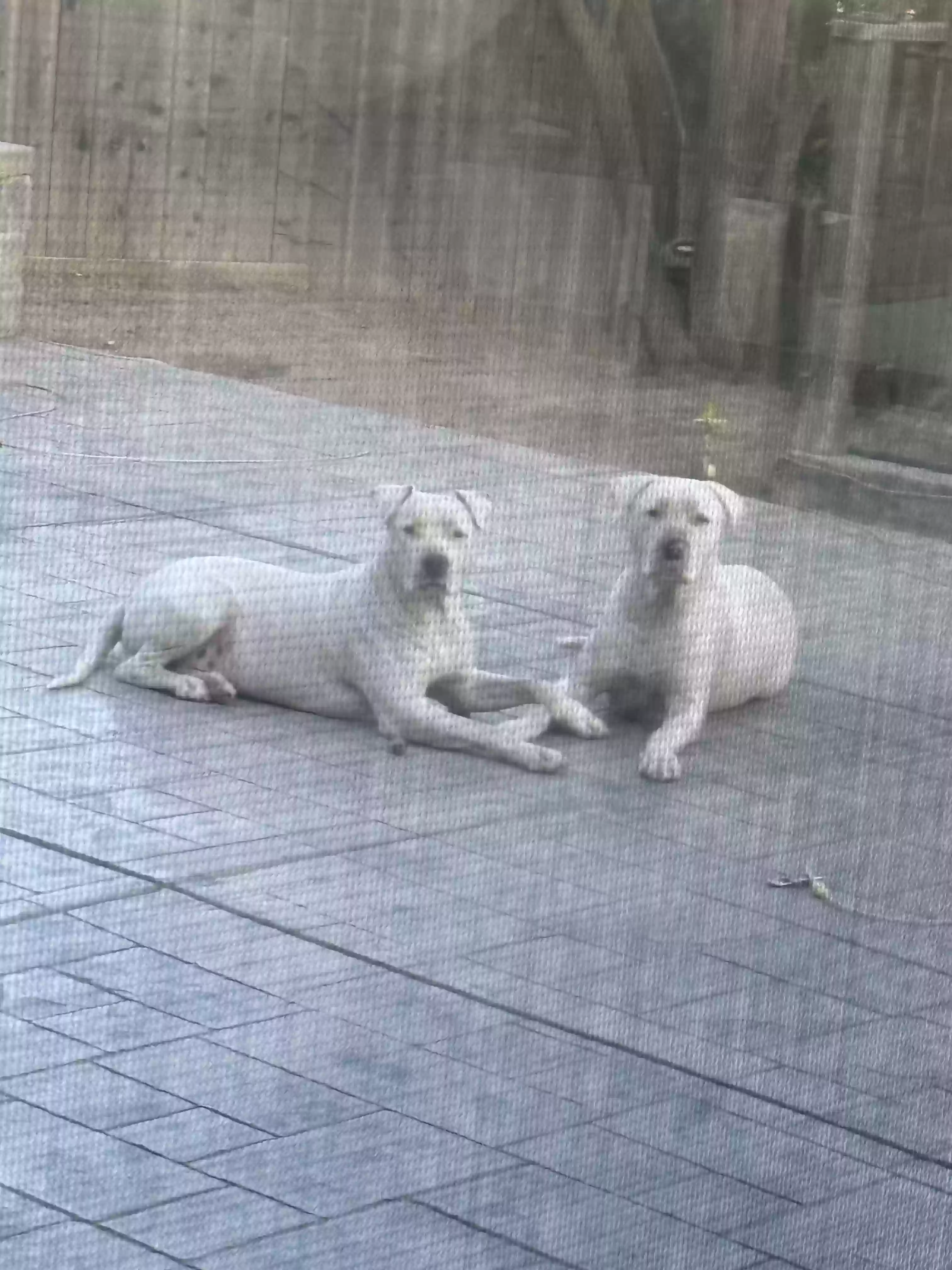 adoptable Dog in Vallejo,CA named Scato & Deuce