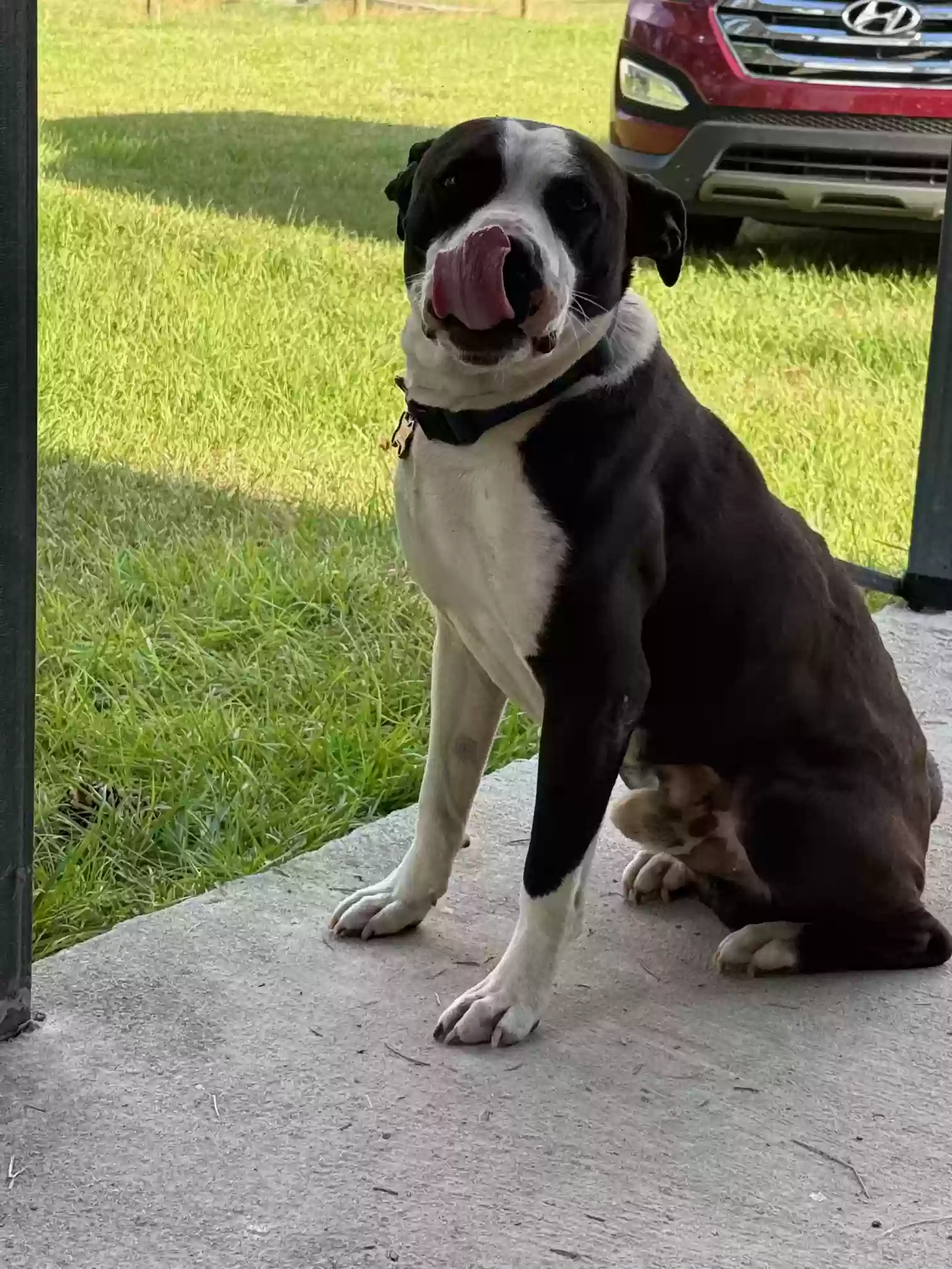 adoptable Dog in Hahira,GA named Boone