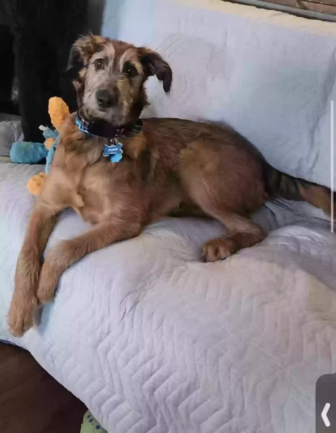 adoptable Dog in Saint Paul,MN named Floyd