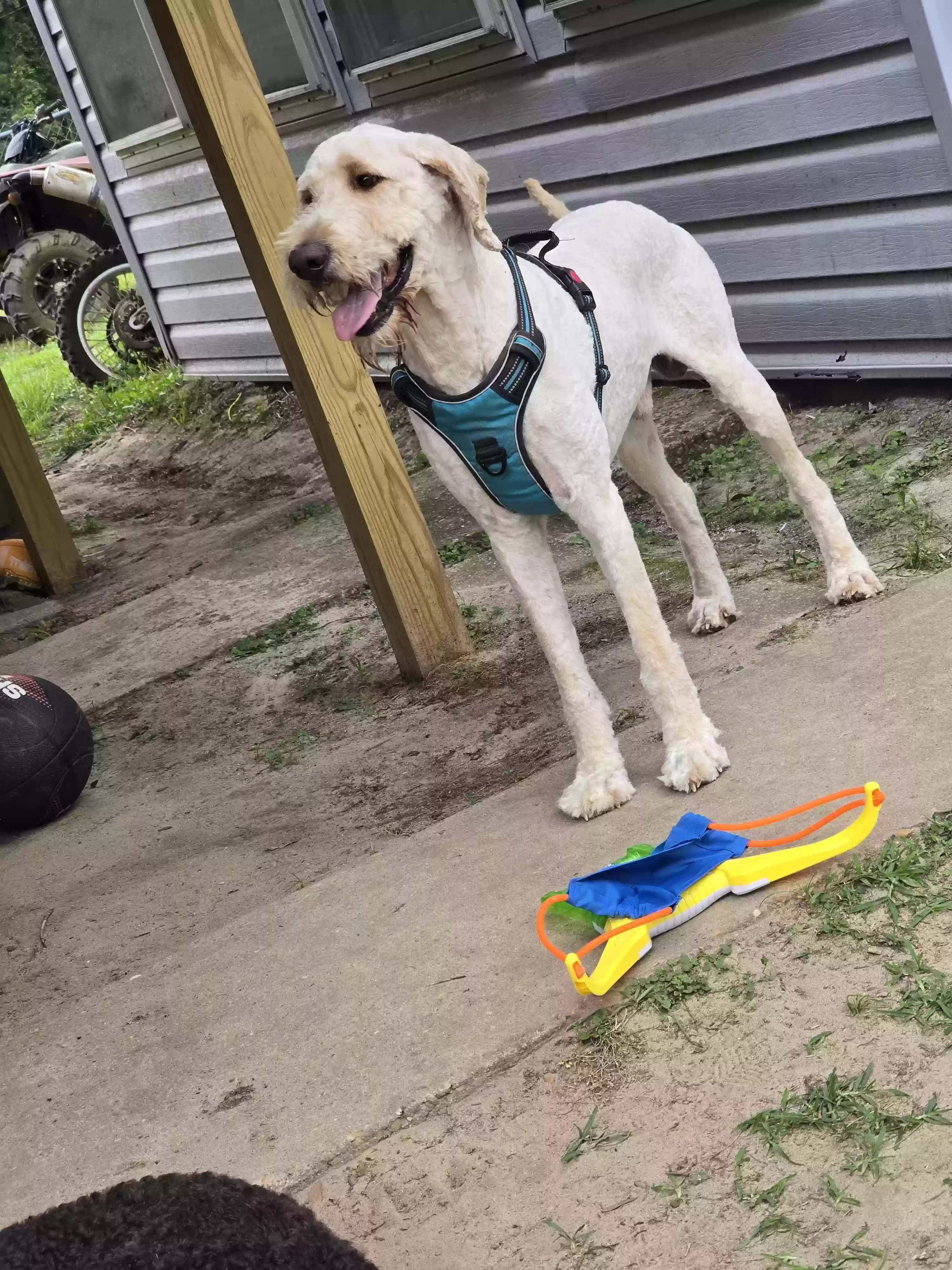 adoptable Dog in Daleville,AL named Odie