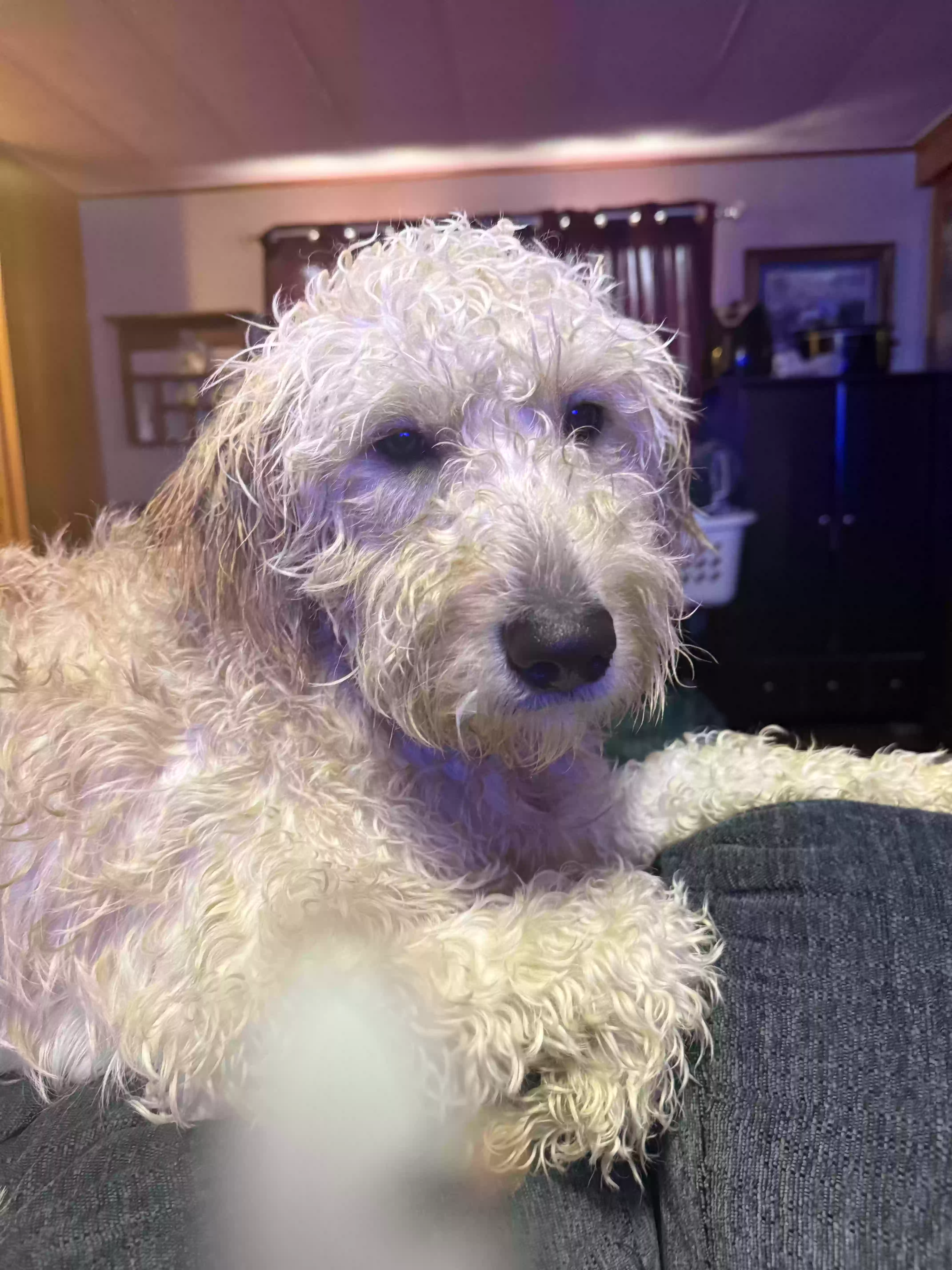 adoptable Dog in Utica,MI named Gracie