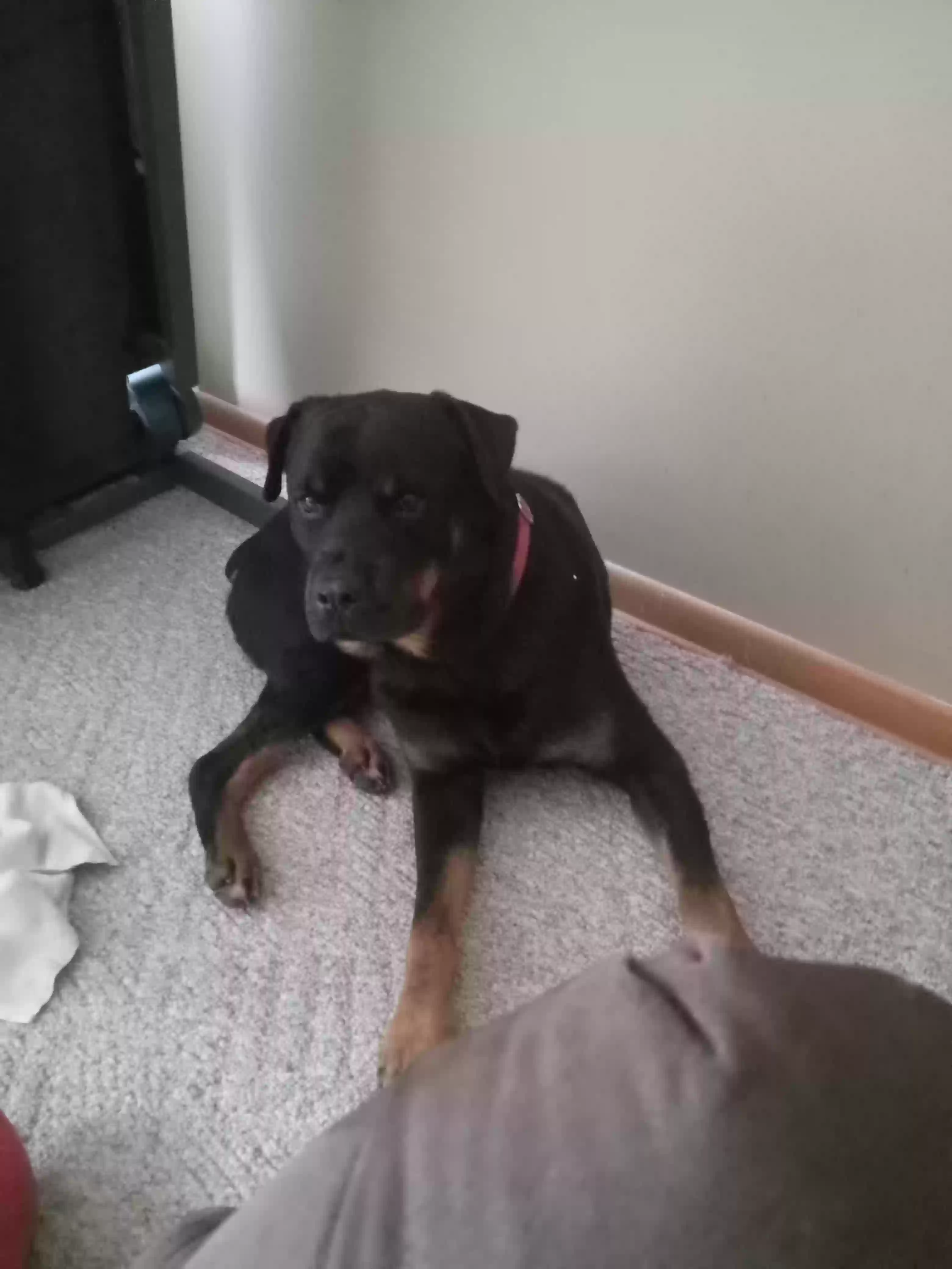 adoptable Dog in Salina,KS named