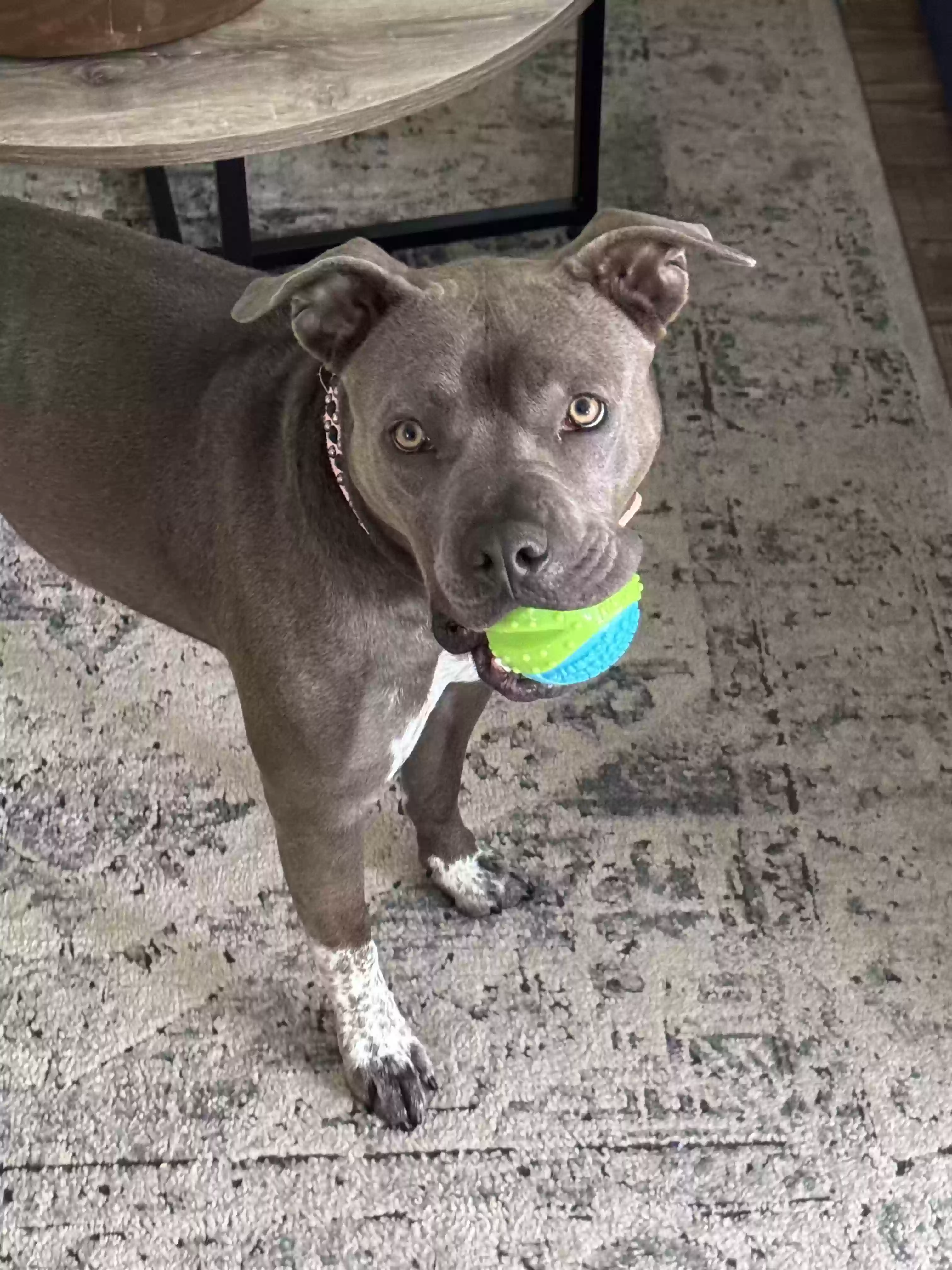 adoptable Dog in Temecula,CA named Stormie