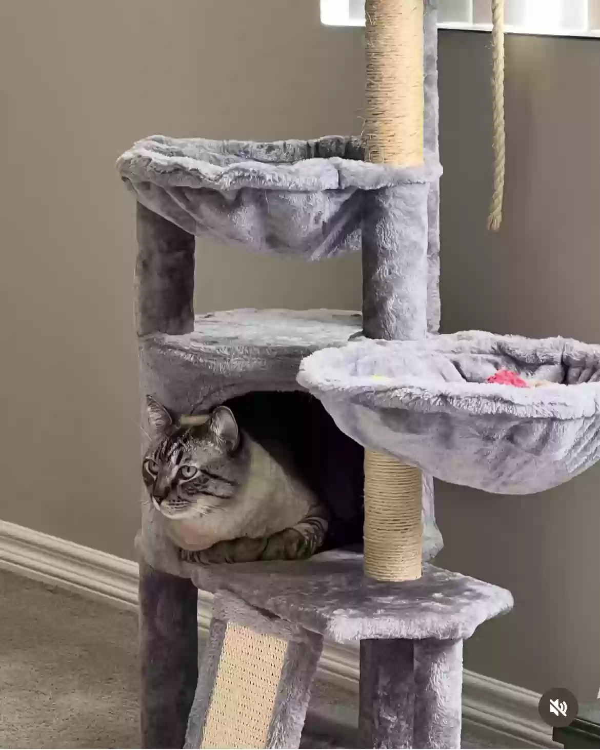 adoptable Cat in Atlanta,GA named Bean