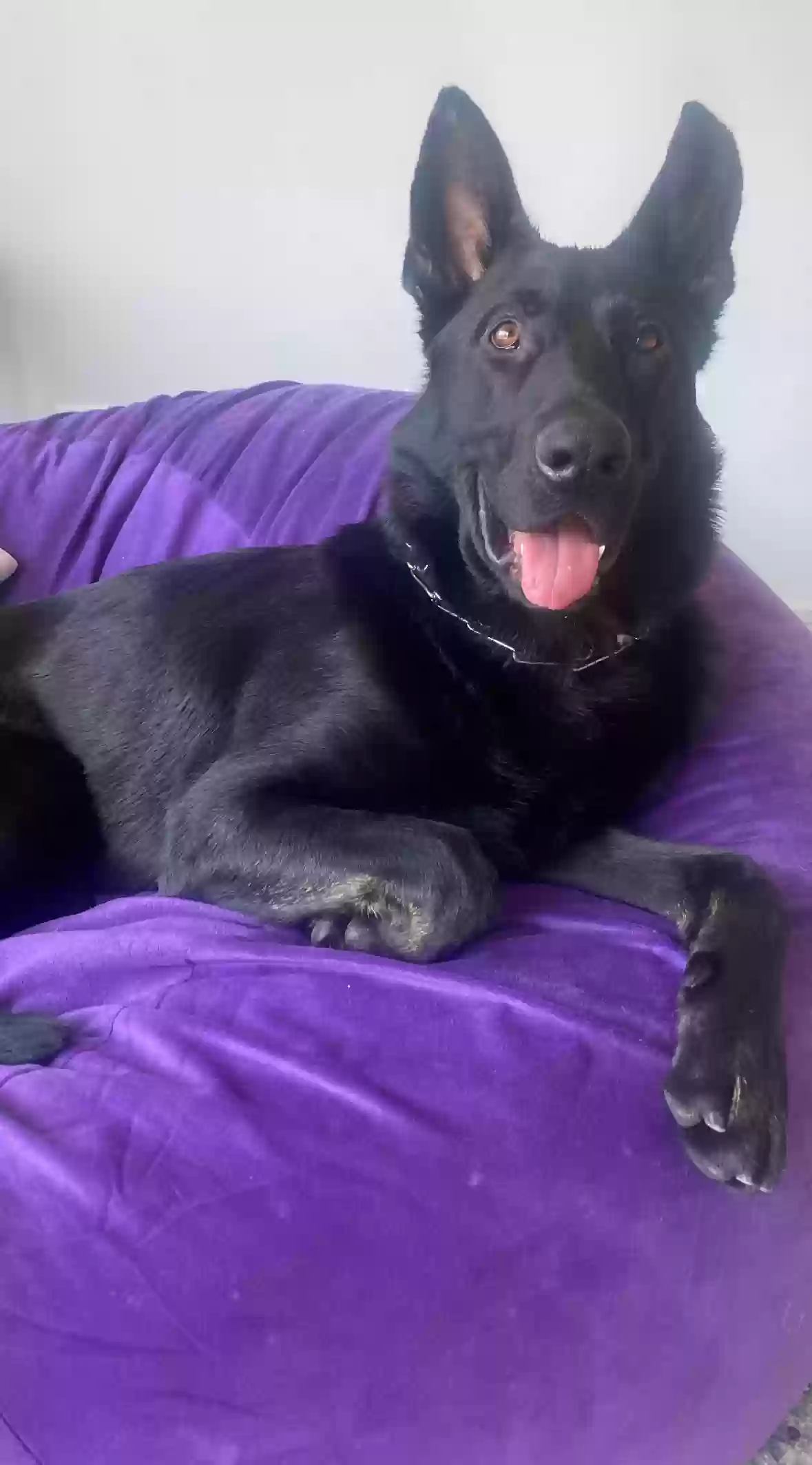 adoptable Dog in Dallas,TX named Roscoe