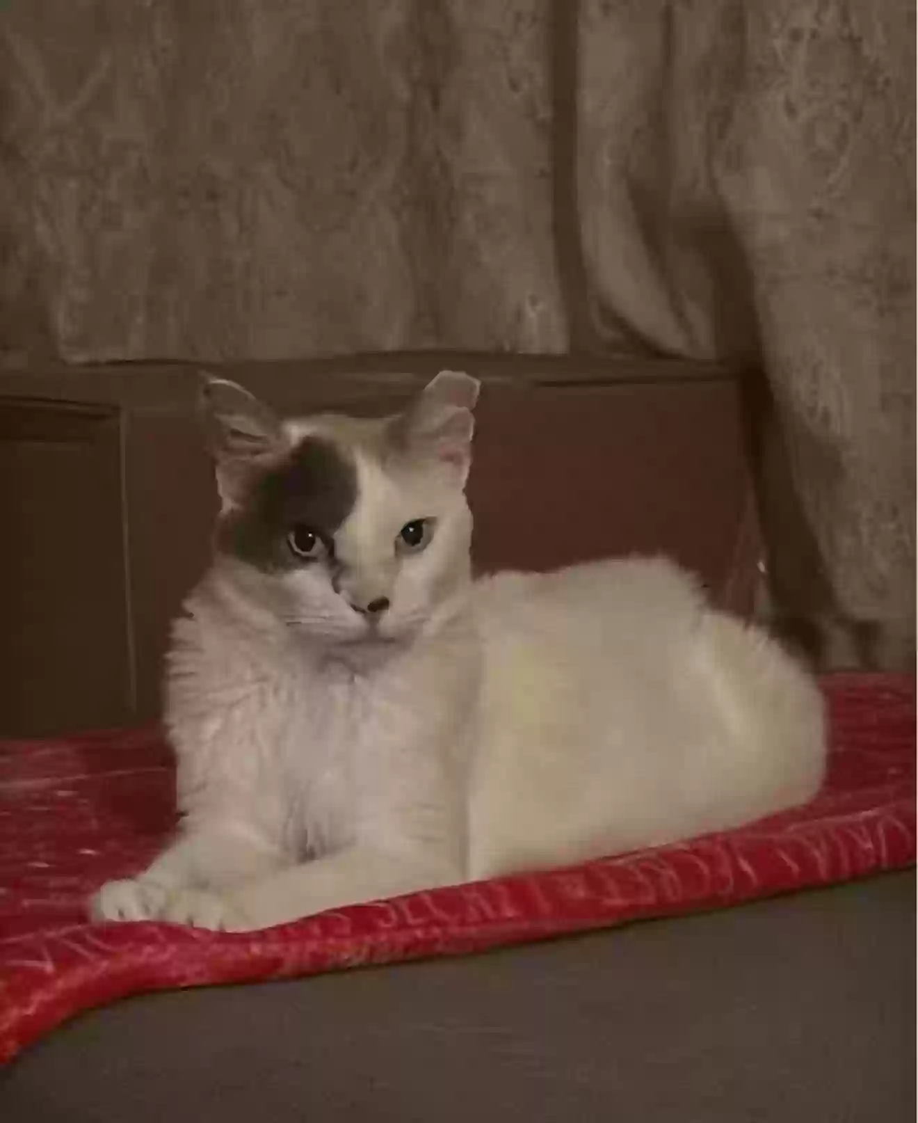 adoptable Cat in Dearborn,MI named Coco