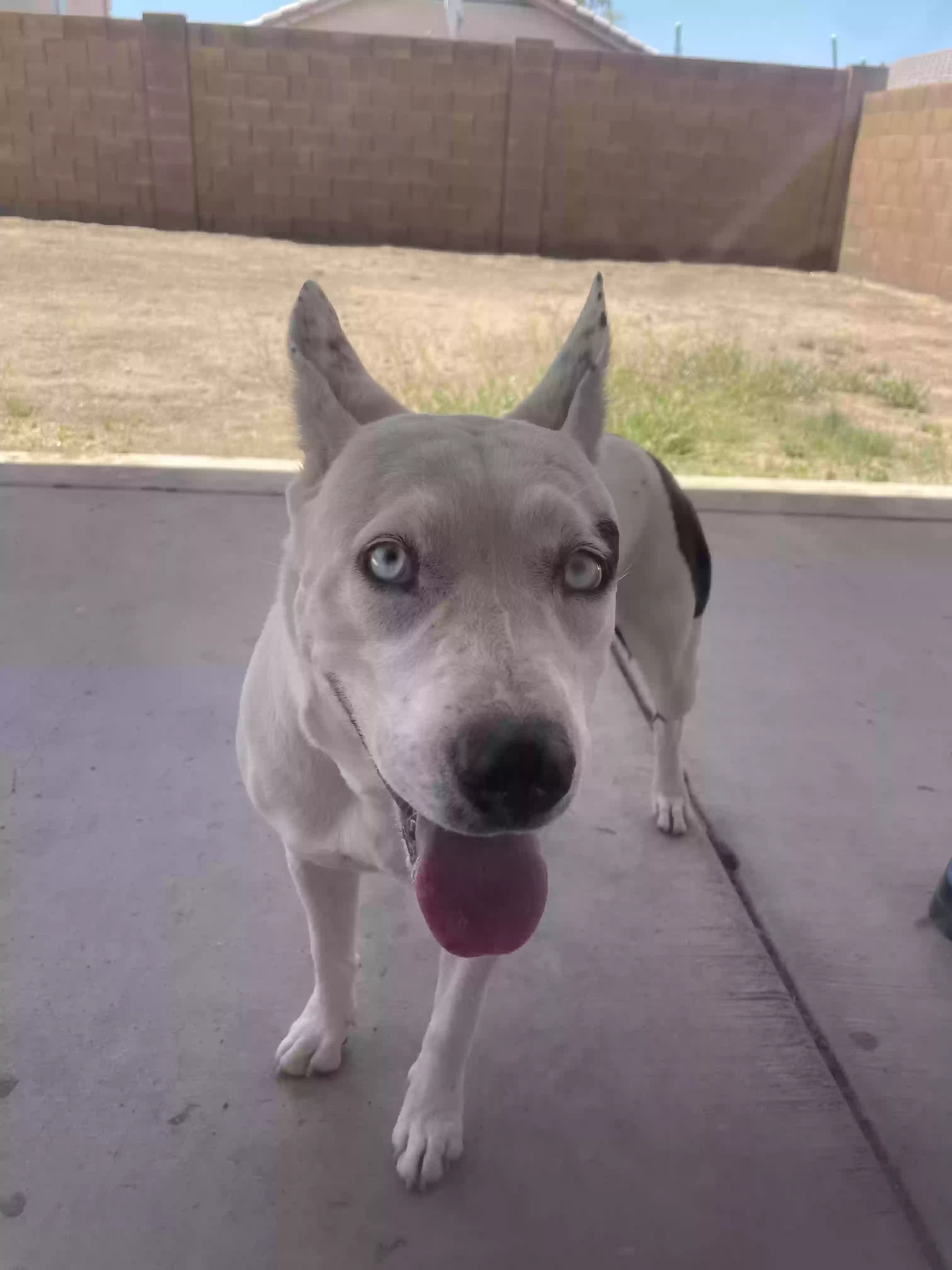 adoptable Dog in Phoenix,AZ named Frosty