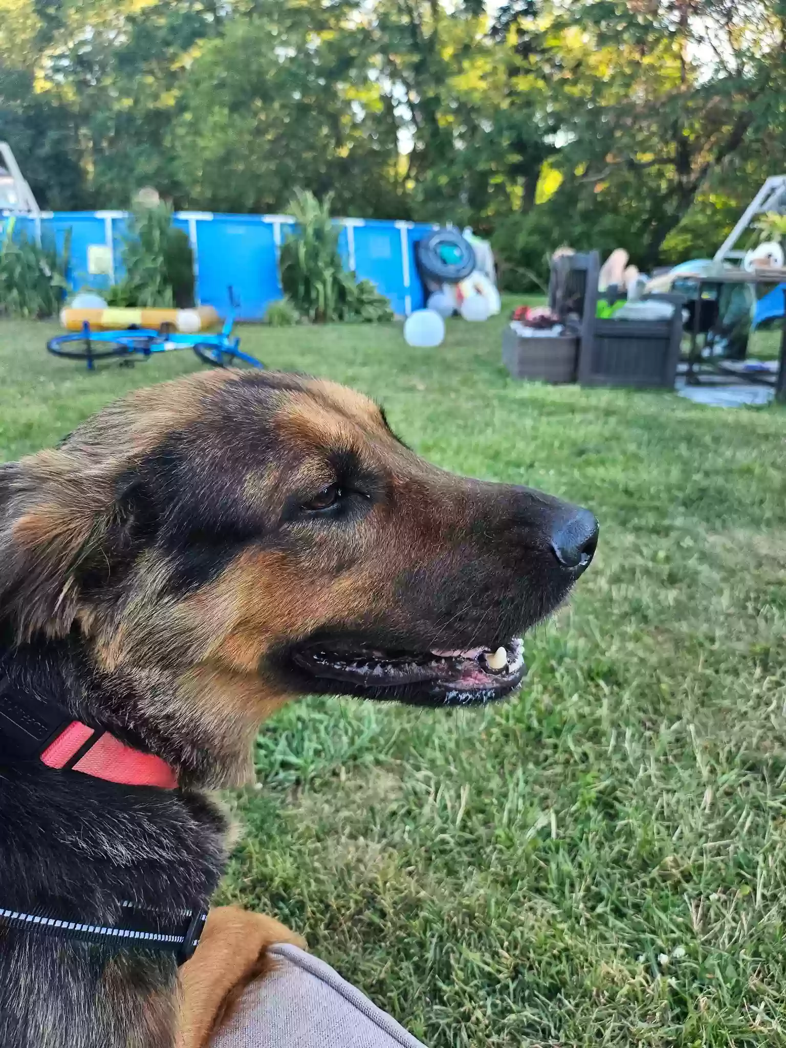 adoptable Dog in Pittsburgh,PA named Marley
