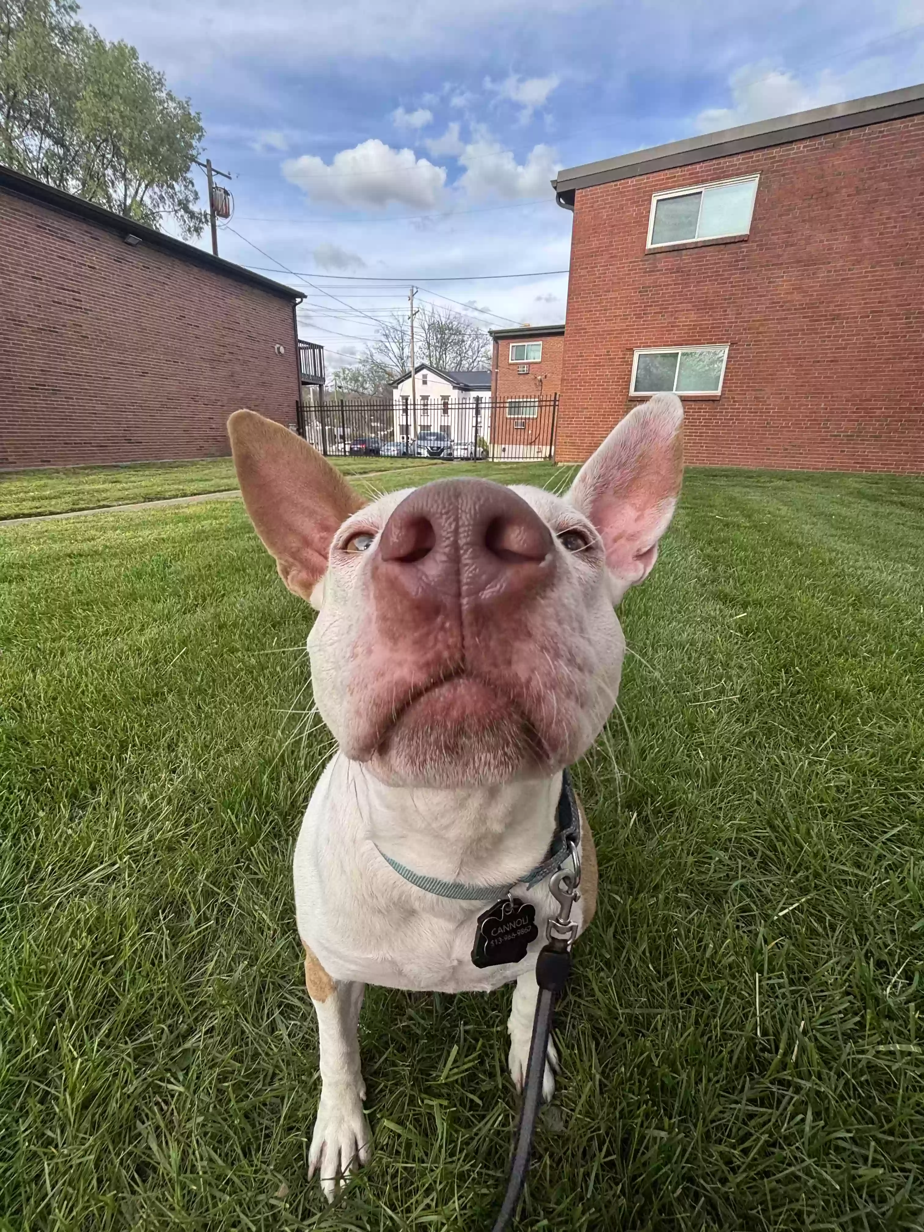 adoptable Dog in Cincinnati,OH named Cannoli