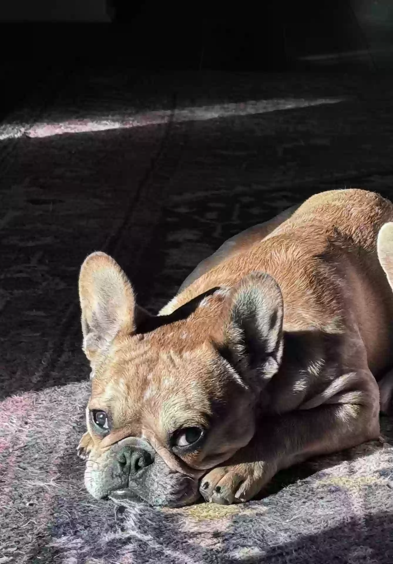 adoptable Dog in Hamilton,OH named Bambi