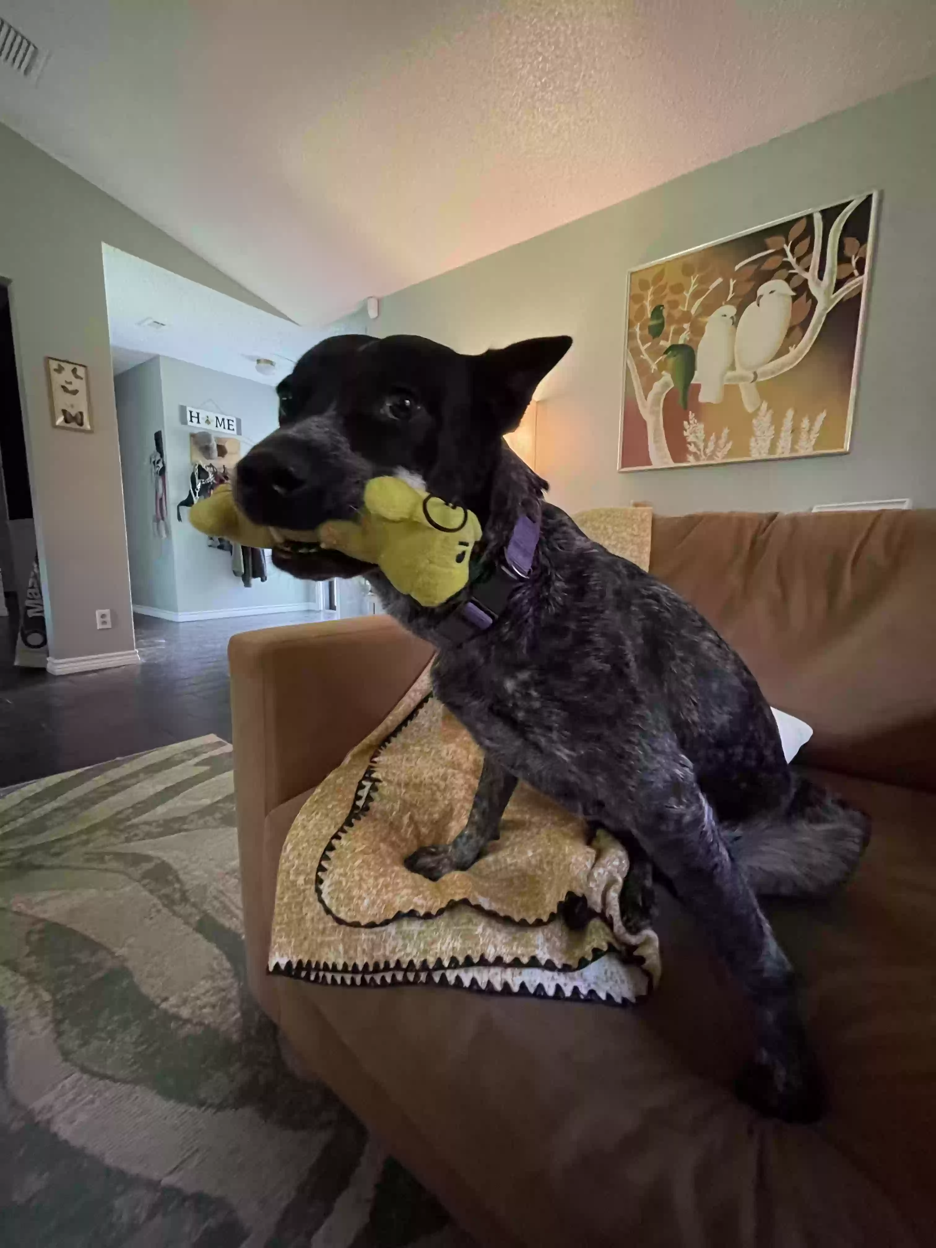 adoptable Dog in Killeen,TX named Pie