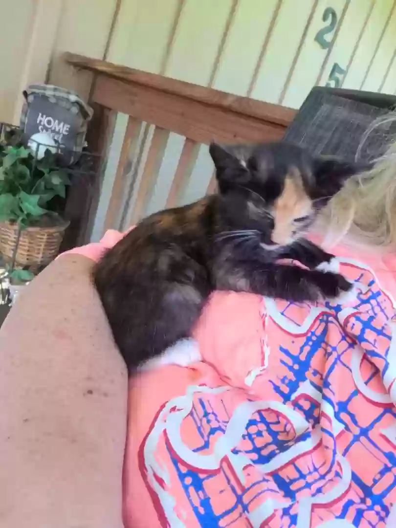 adoptable Cat in Acworth,GA named