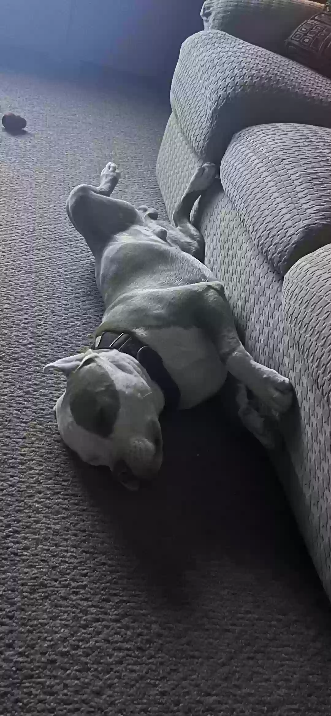 adoptable Dog in Rio Rancho,NM named Rocko