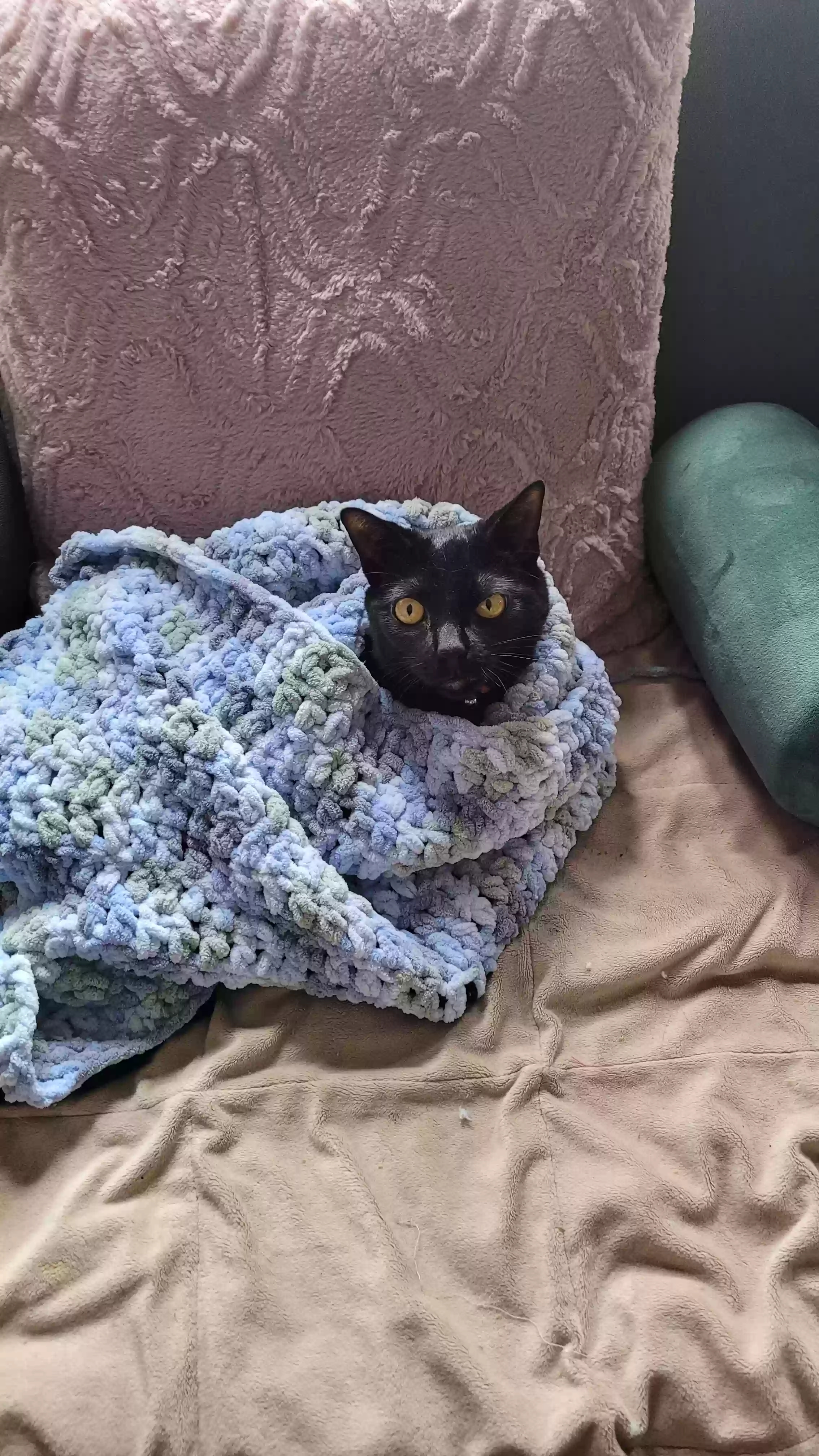 adoptable Cat in Hempstead,NY named Zaura